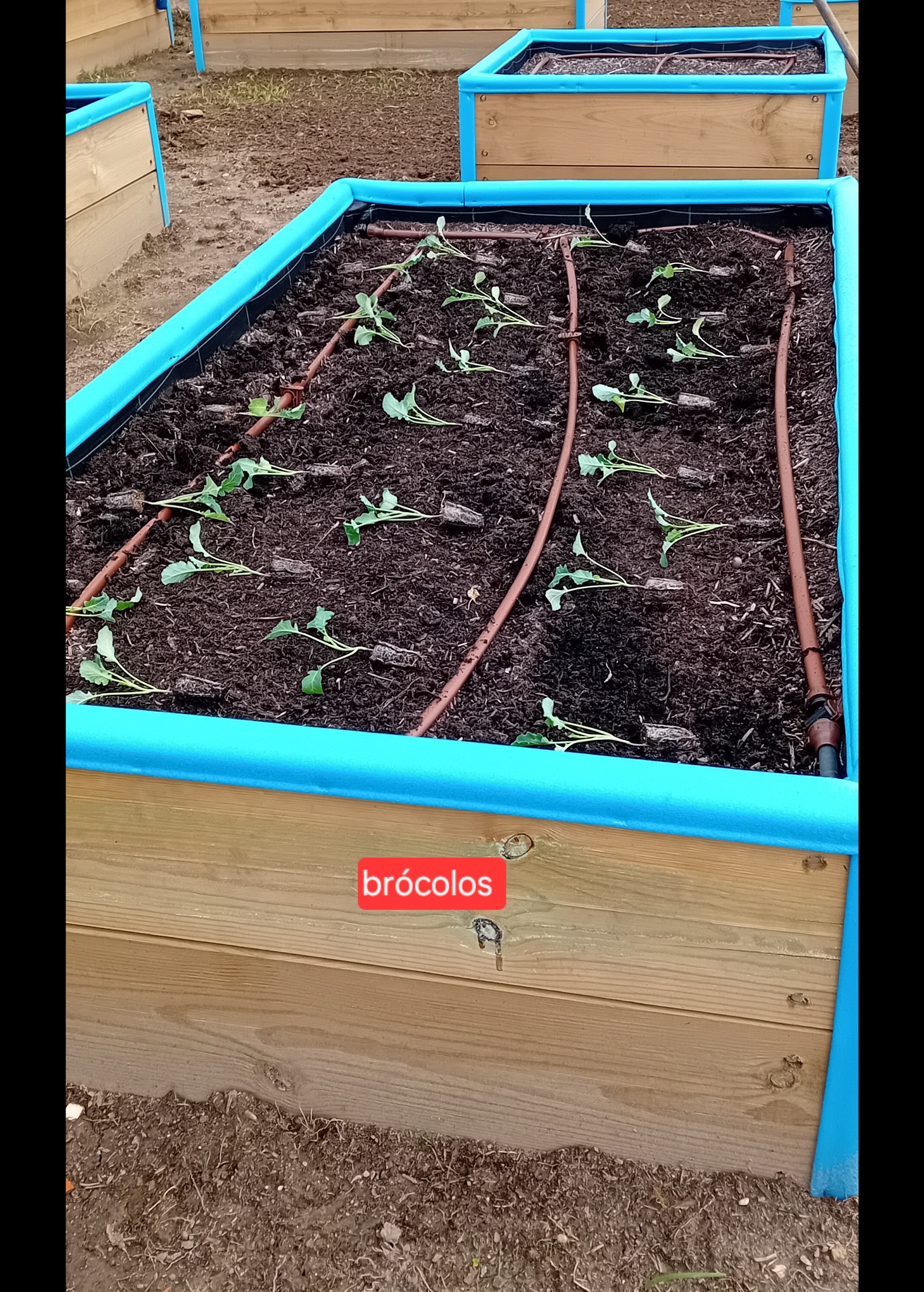 HORTA JEJD MATOSINHOS - BRÓCOLOS - MARÇO