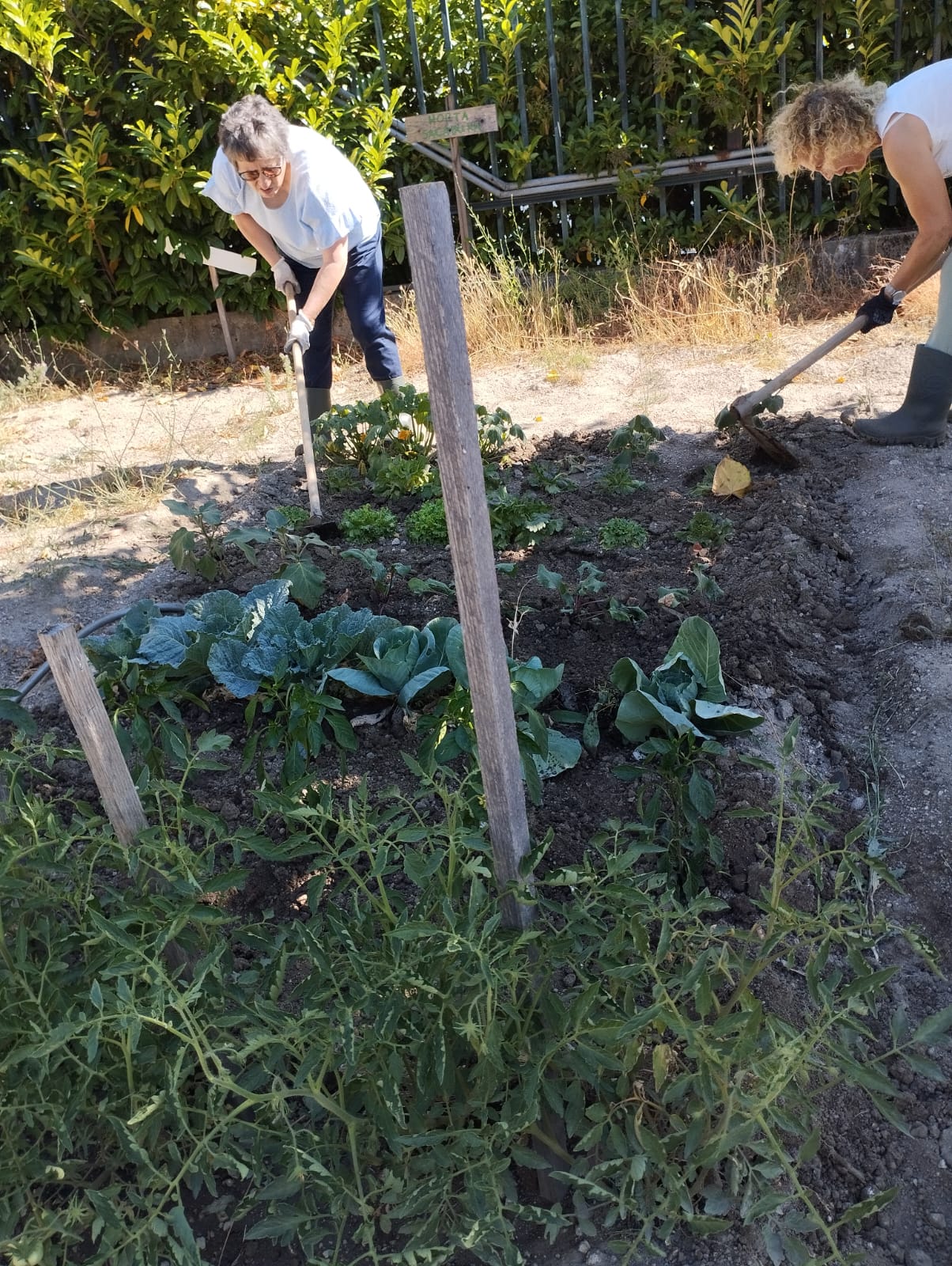 Sacha e rega das plantas da horta.