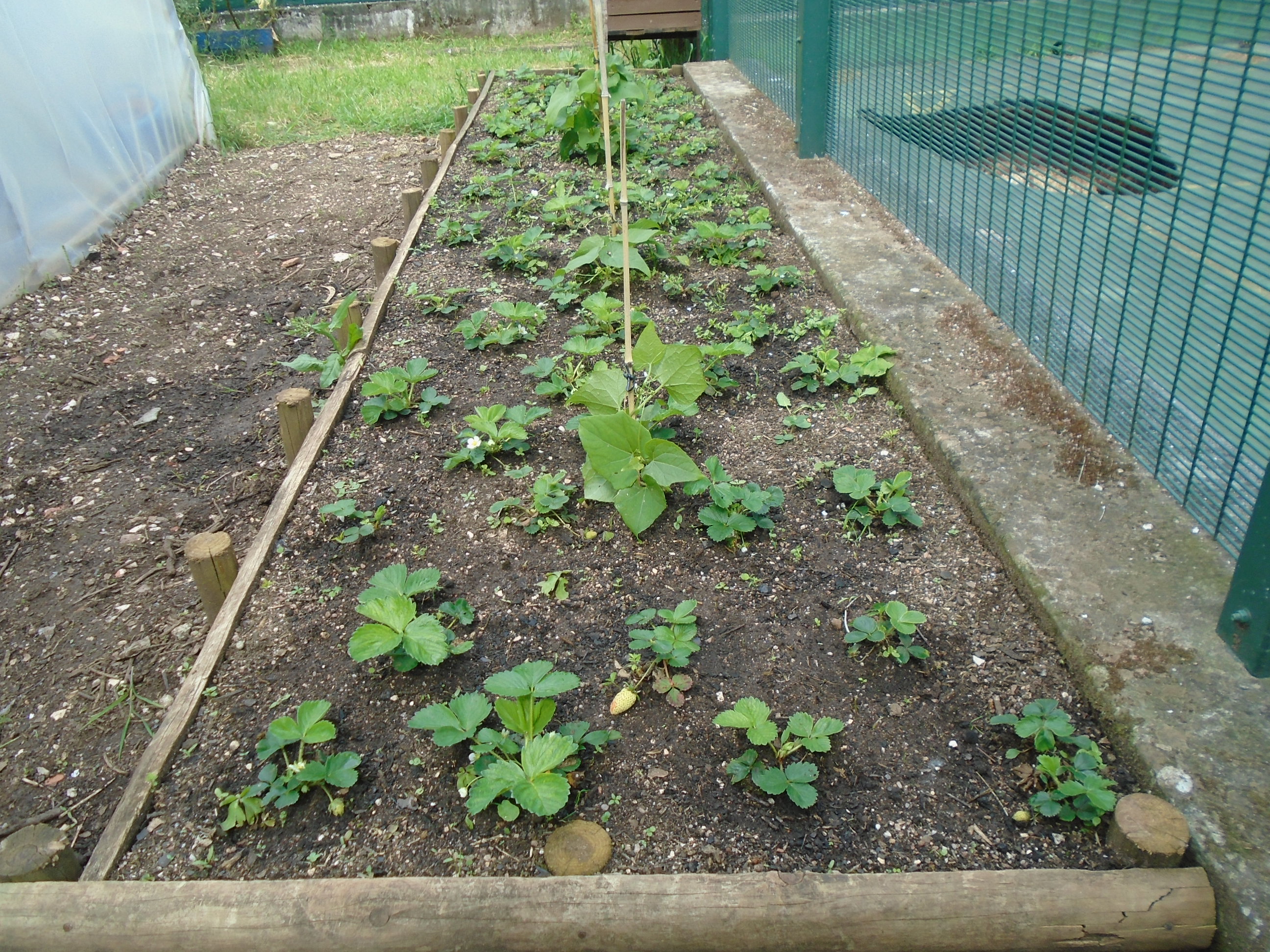 Fotografia 4 – Desenvolvimento dos morangueiros e chuchu plantados anteriormente, em canteiro construído a partir da reutilização de madeira.