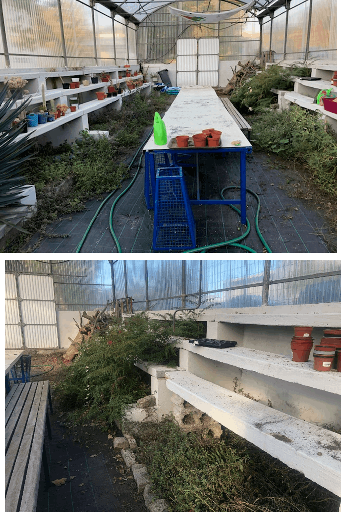 Situação inicial da estufa
A imagem evidencia a necessidade de limpeza e organização da estufa, que se encontra cheia de ervas daninhas após pausa do verão.
