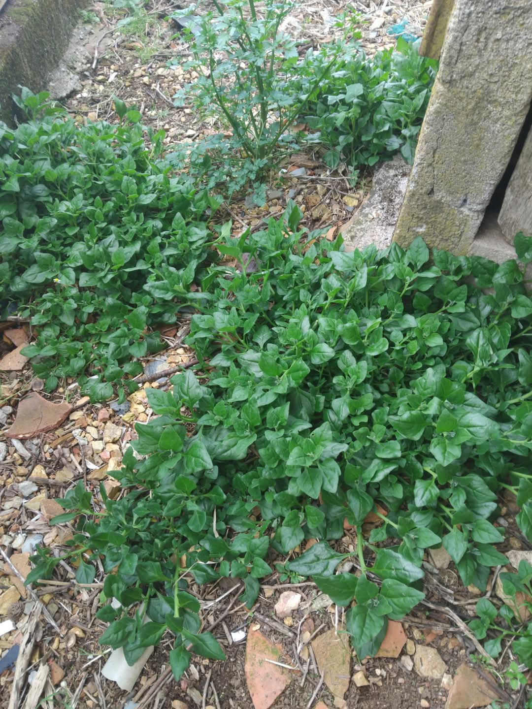 Uma colheita bem produtiva... espinafres!