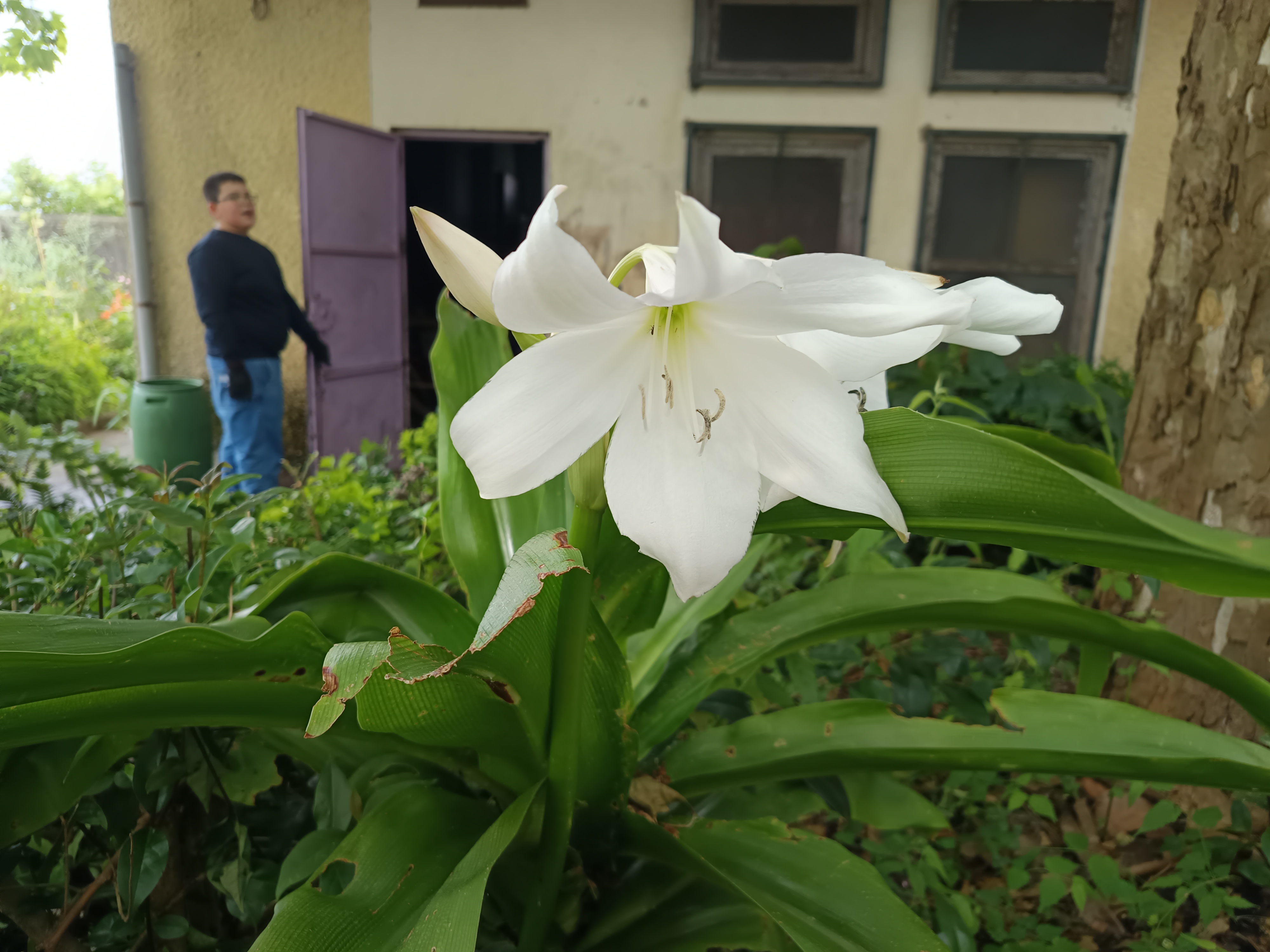 Também temos vários tipos de flores para atrair os polinizadores...