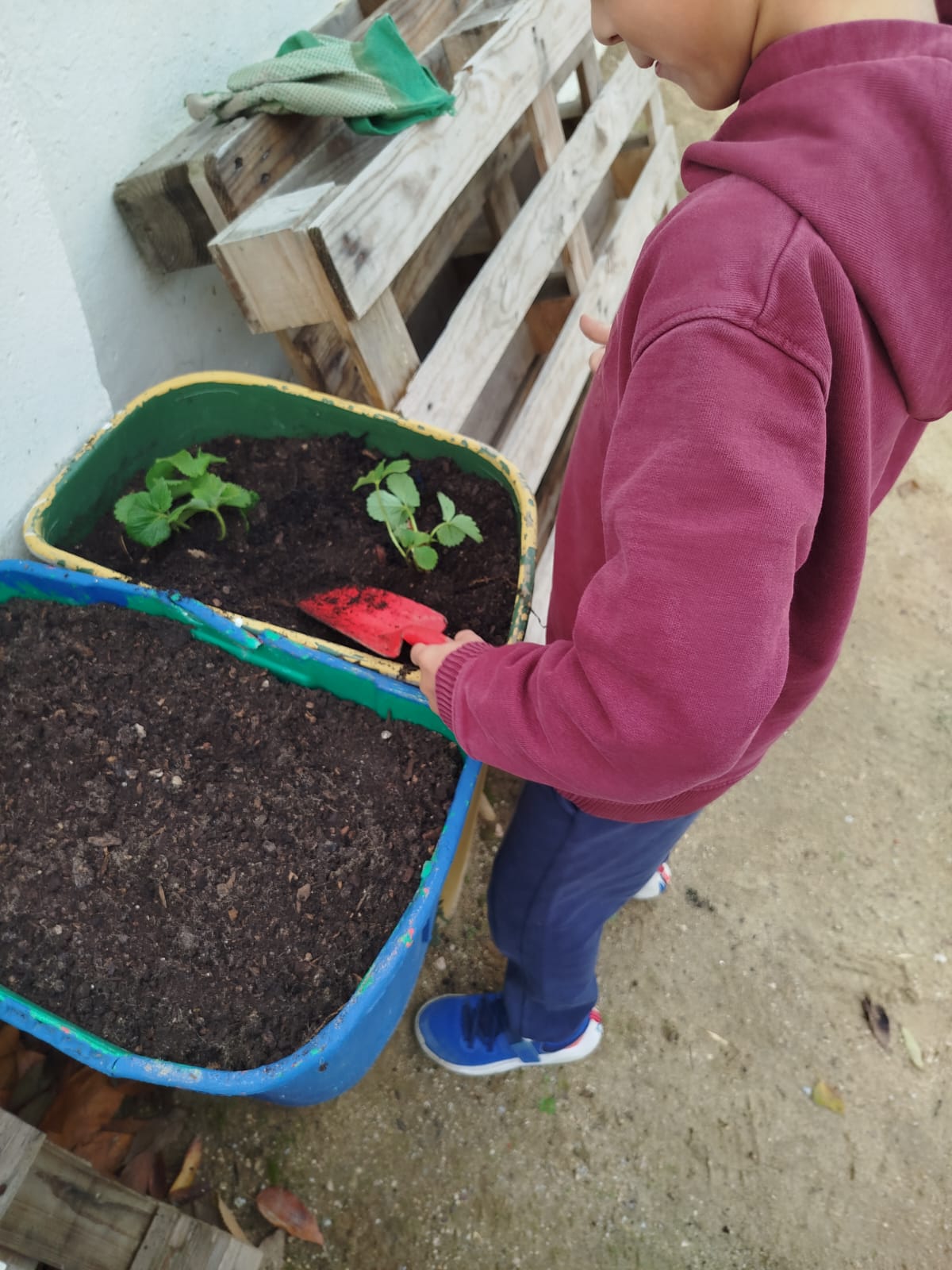 Plantação de couves, alfaces de diversos tipo, cenouras