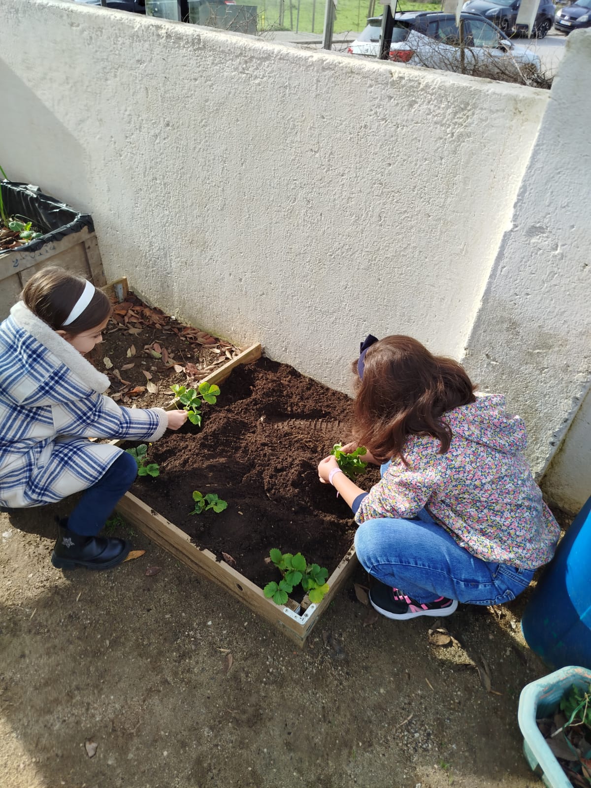 Plantação de couves, alfaces de diversos tipo, alhos