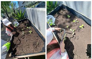 Plantação de pés de nabiça, rabanetes, cenoura