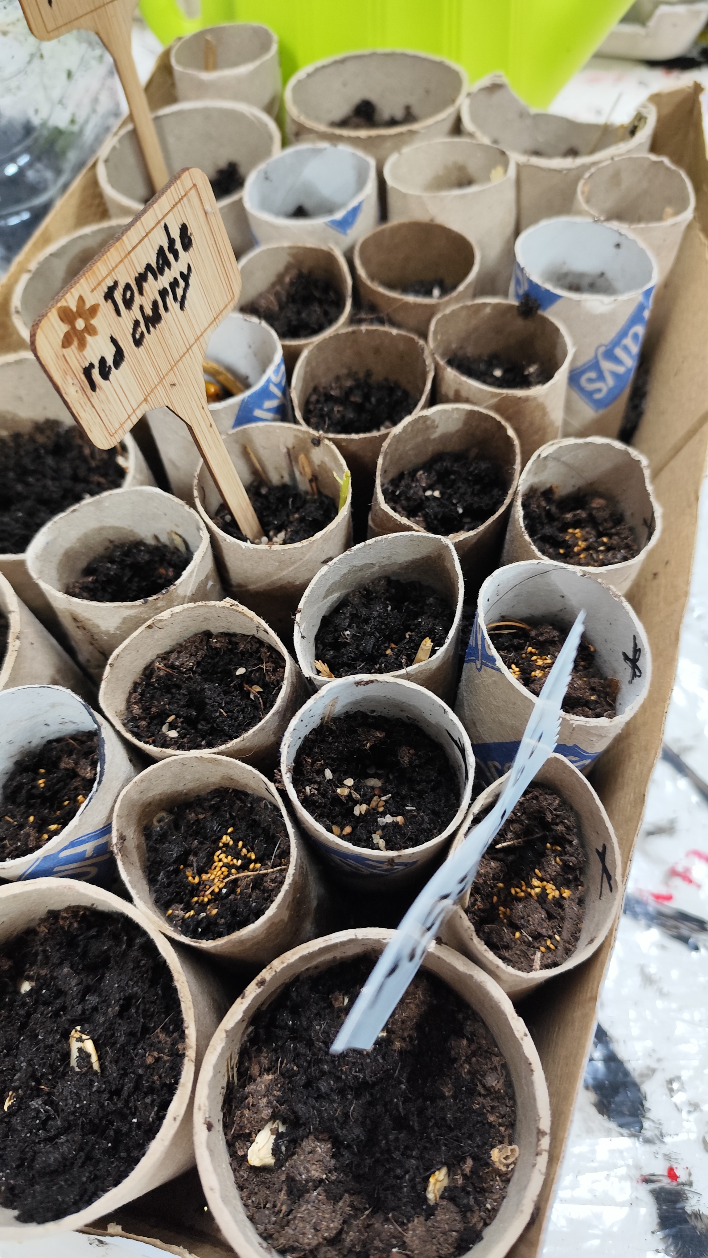 Desenvolvimento das sementeiras de abóboras, tomate e amores prefeitos