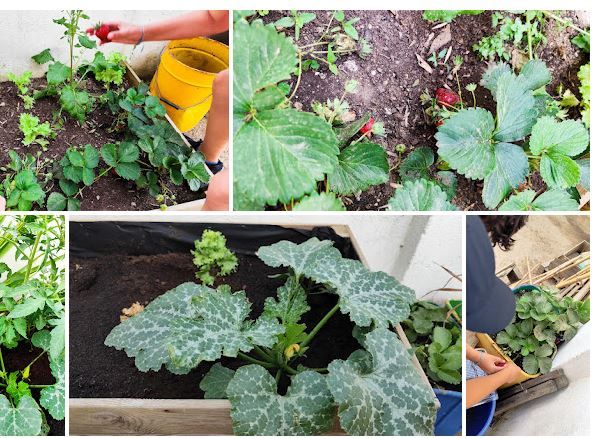 Crescimento dos hortícolas