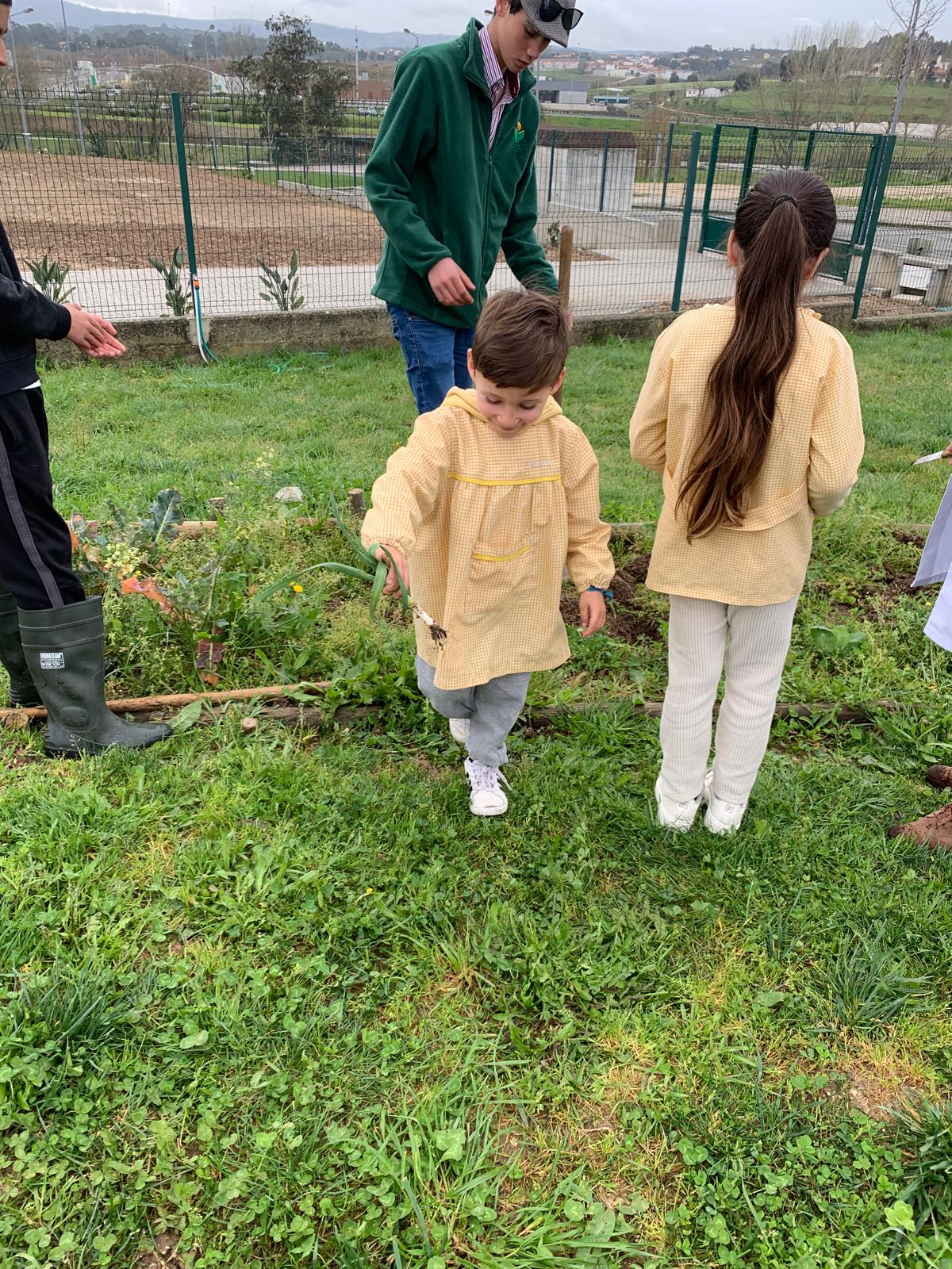 As crianças foram à horta apanhar os alhos franceses que plantaram em janeiro.