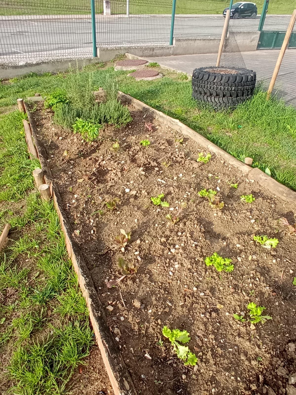 a horta - ervas aromáticas e alfaces