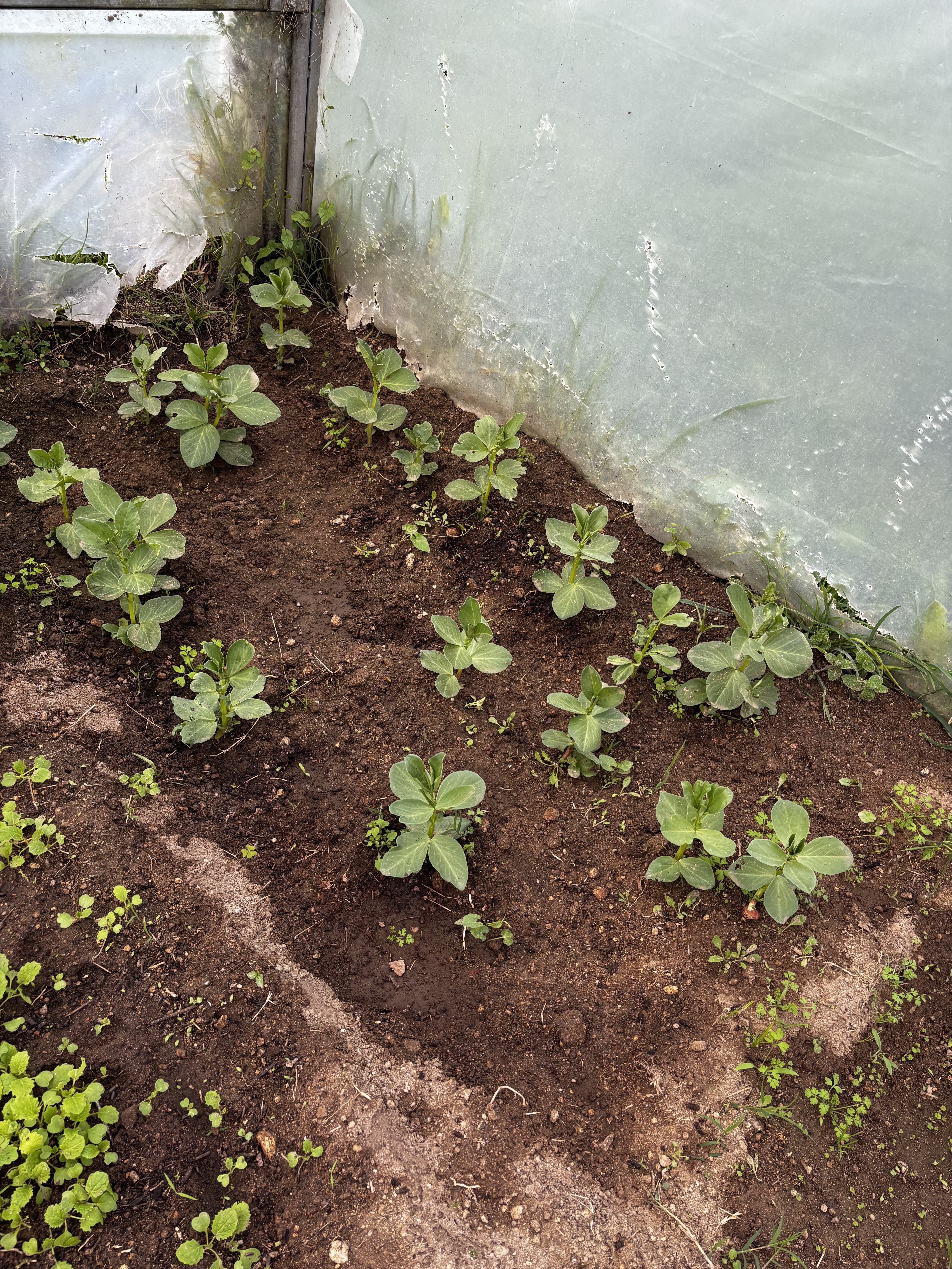 Favas da Horta