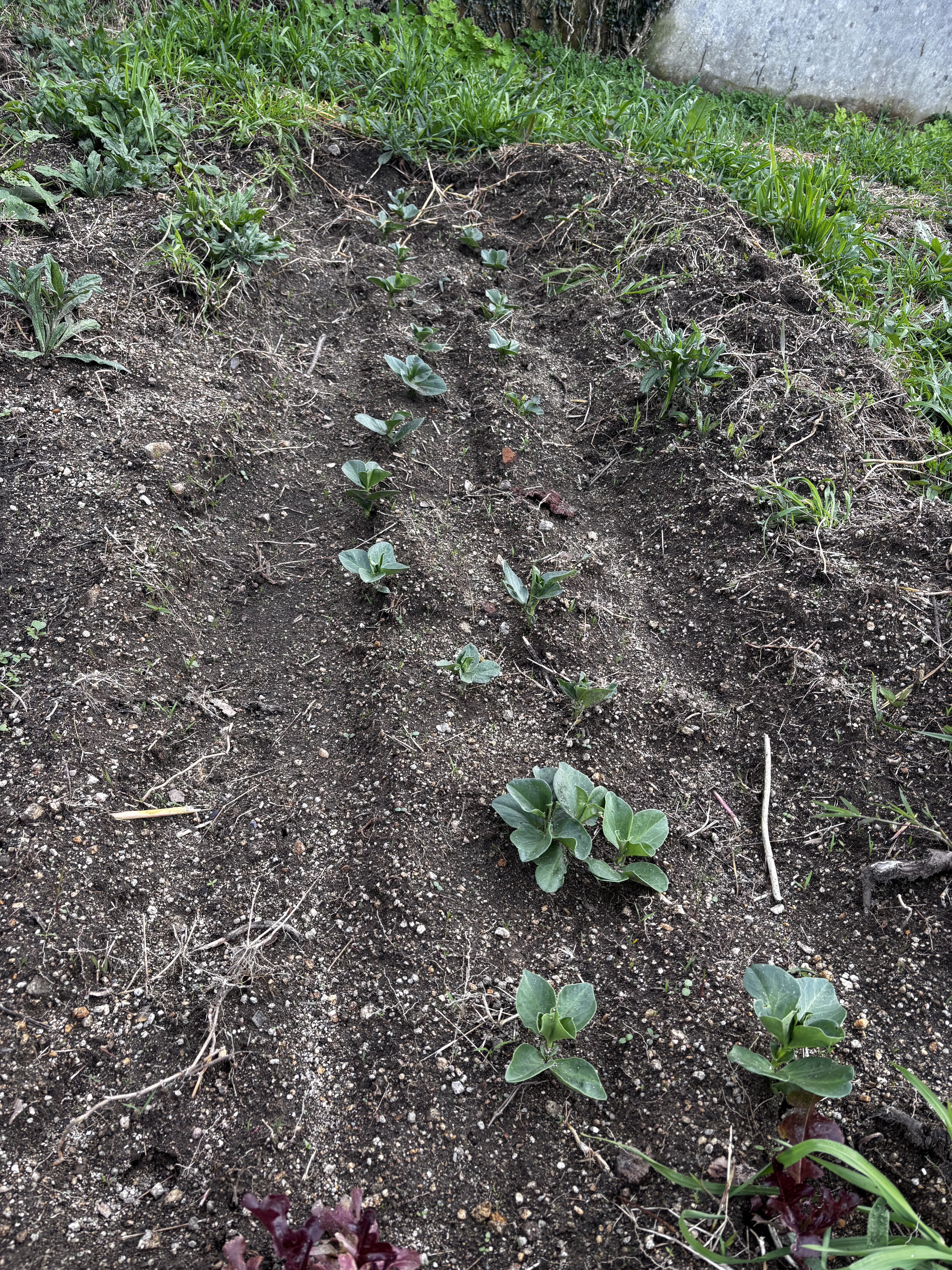 Favas da Horta