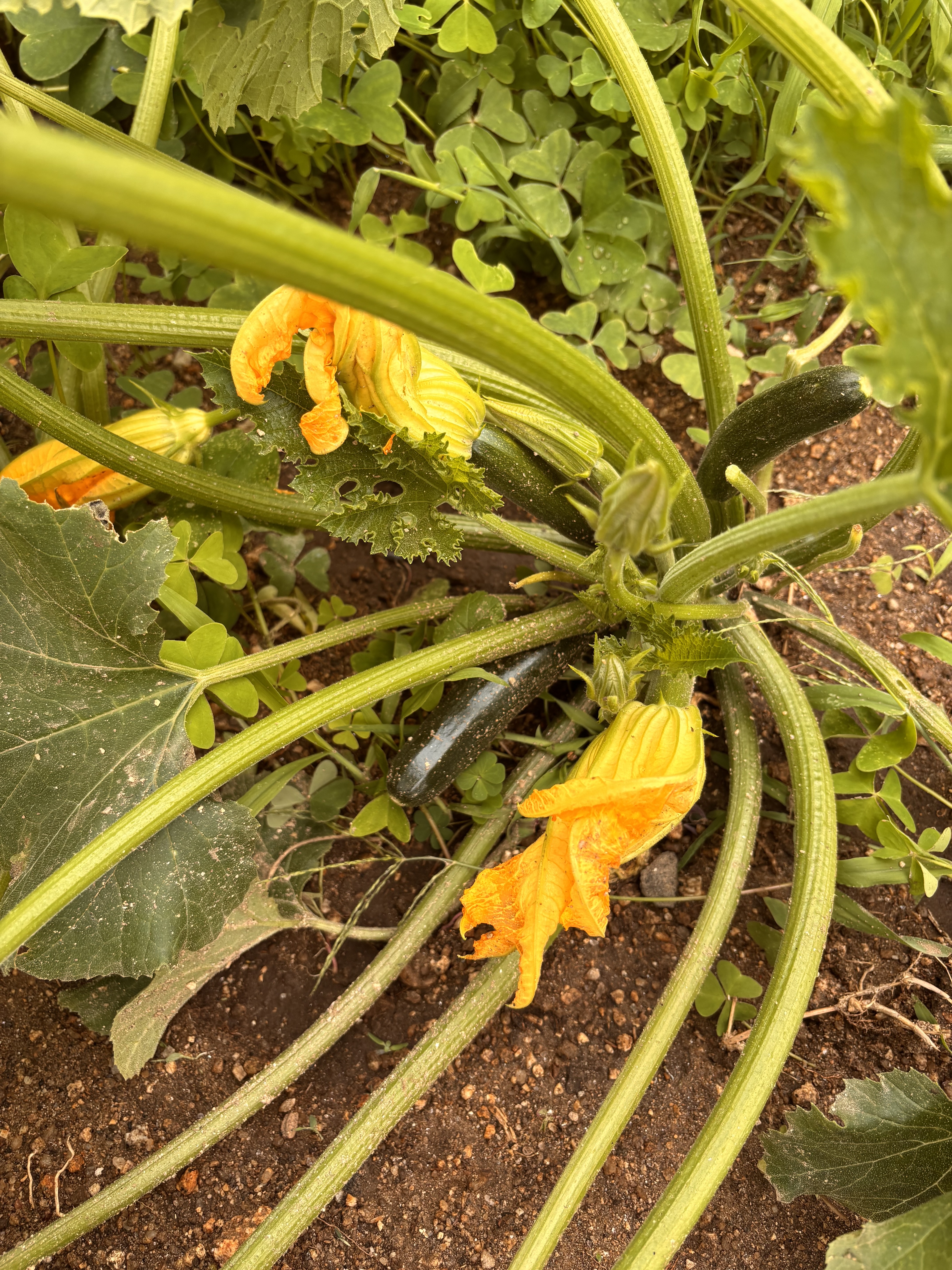 Curgete da Horta