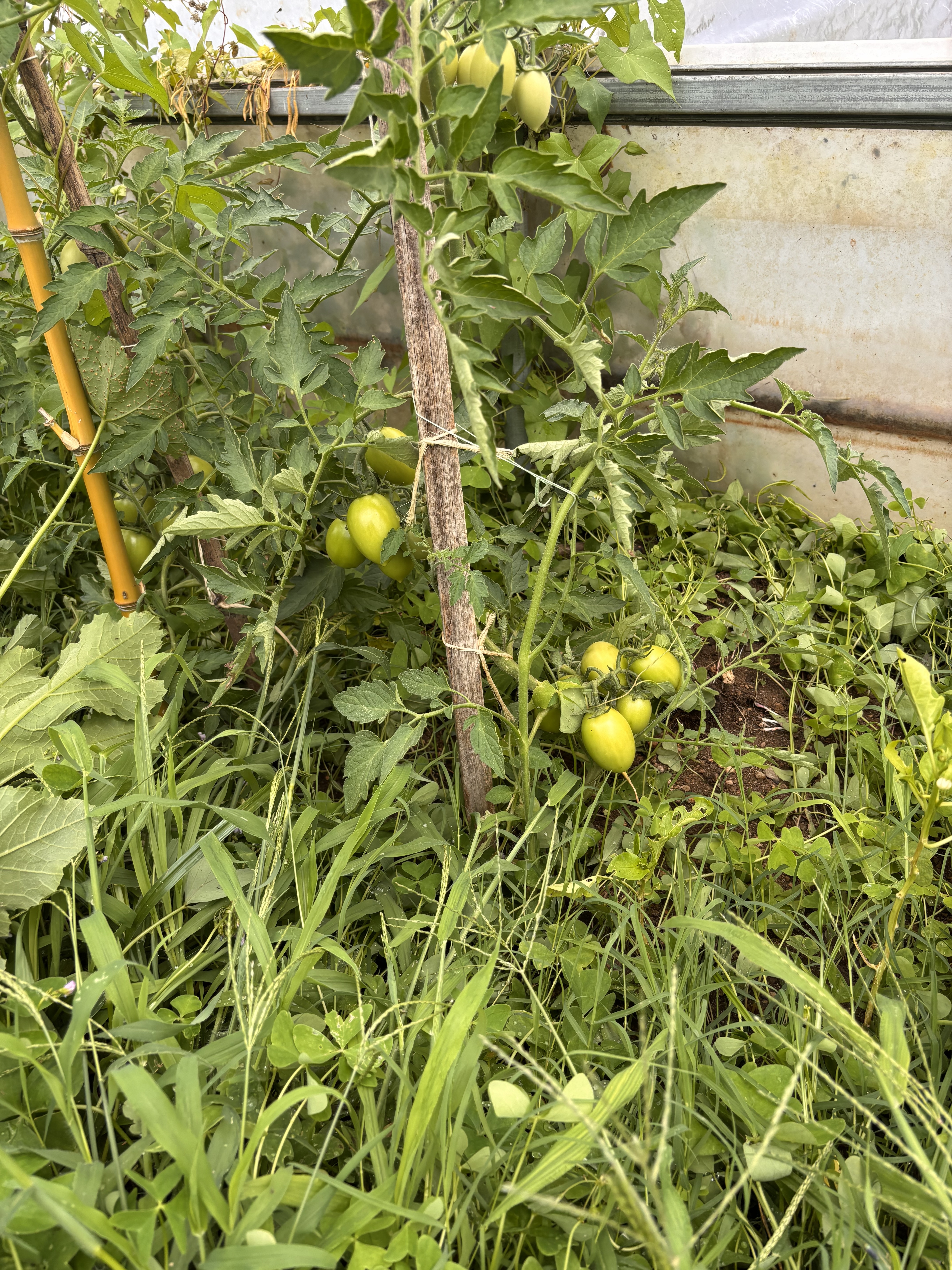 Tomates da Horta
