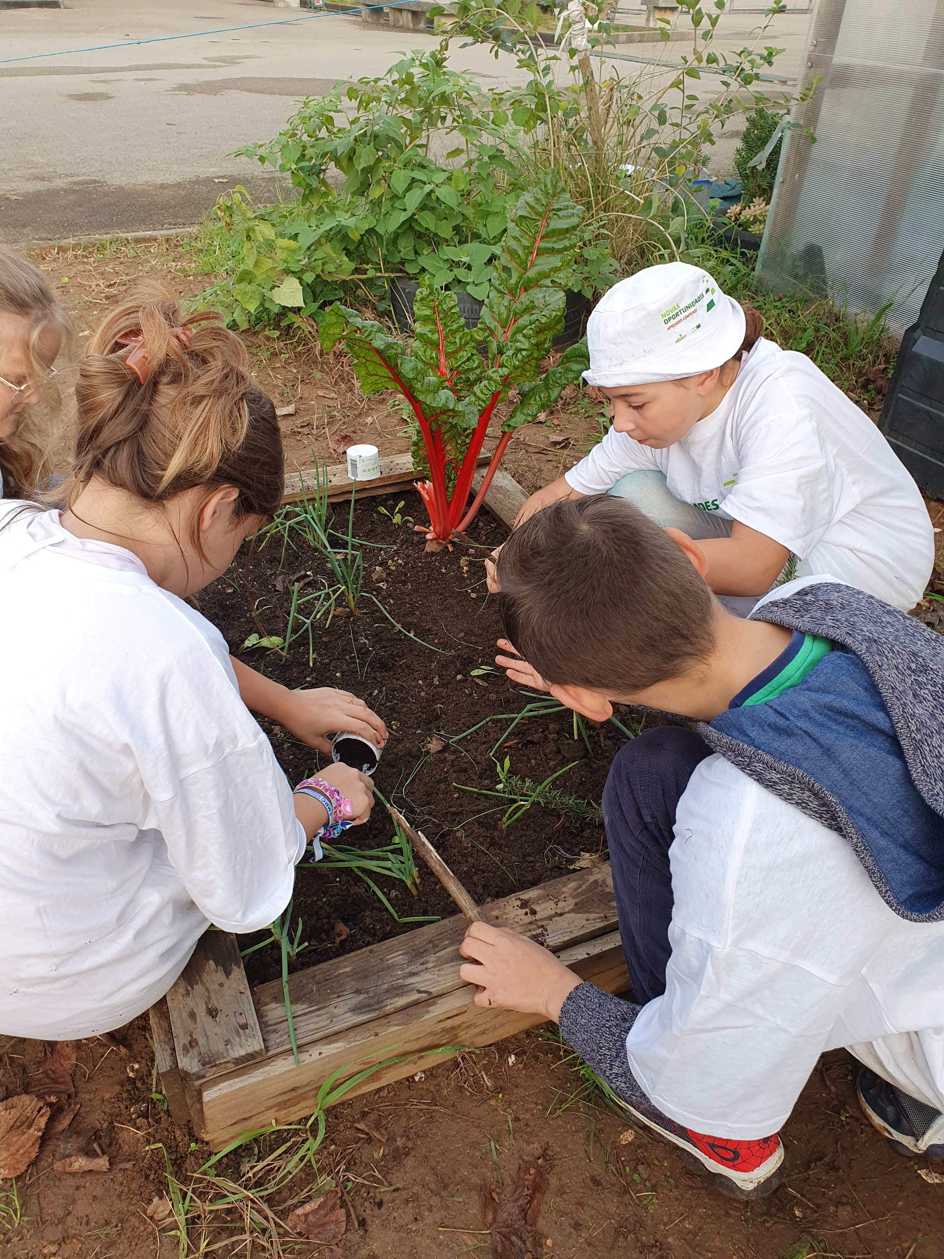 Os alunos plantaram alfaces e alho francês, plantas fornecidas pela comunidade escolar.