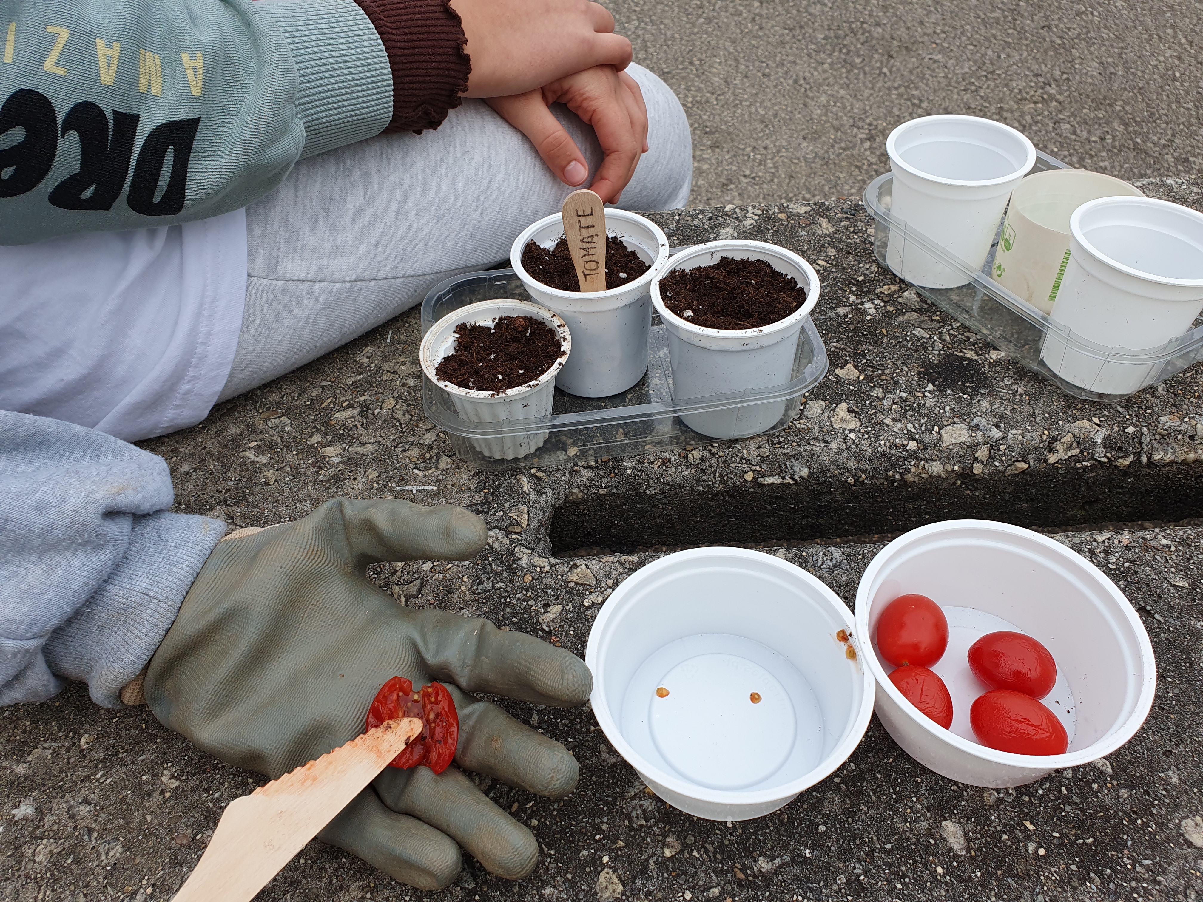 Os alunos recolheram sementes de tomate cereja e semearam estas em recipientes reutilizados.