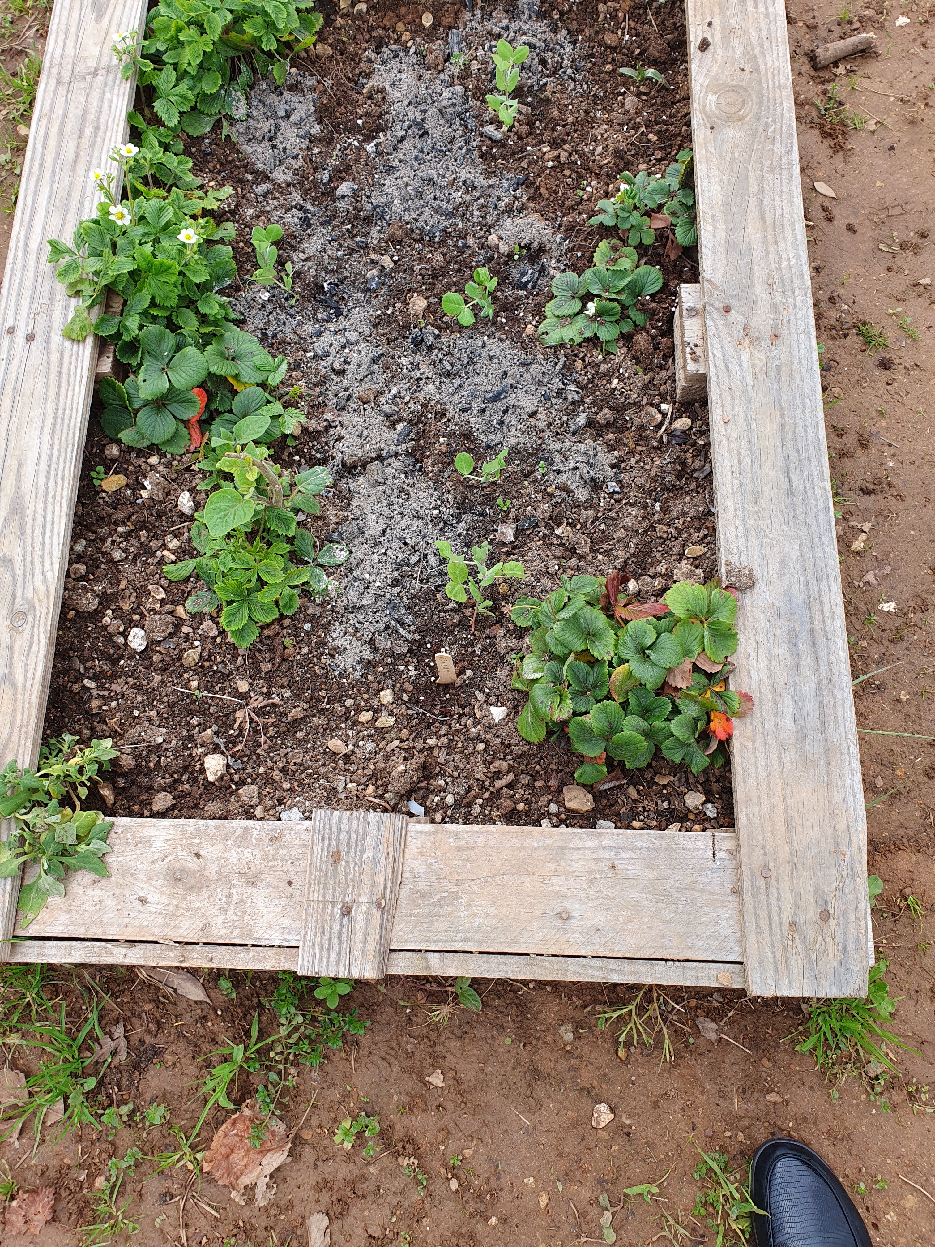 Uso de cinza para evitar que os caracóis e lesmas devorem as nossas plantinhas.