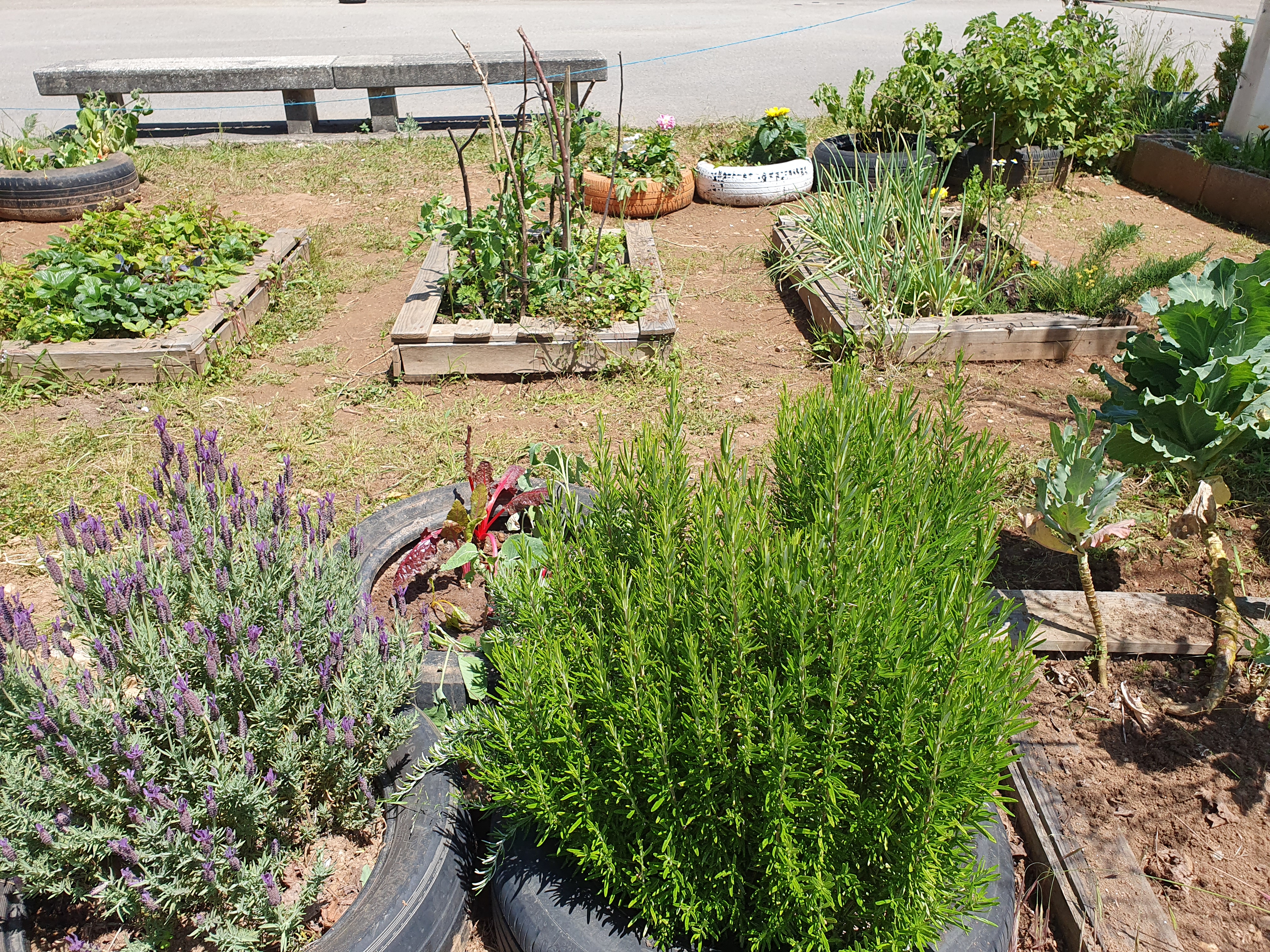 Vista geral da nossa horta com plantas aromáticas e flores.