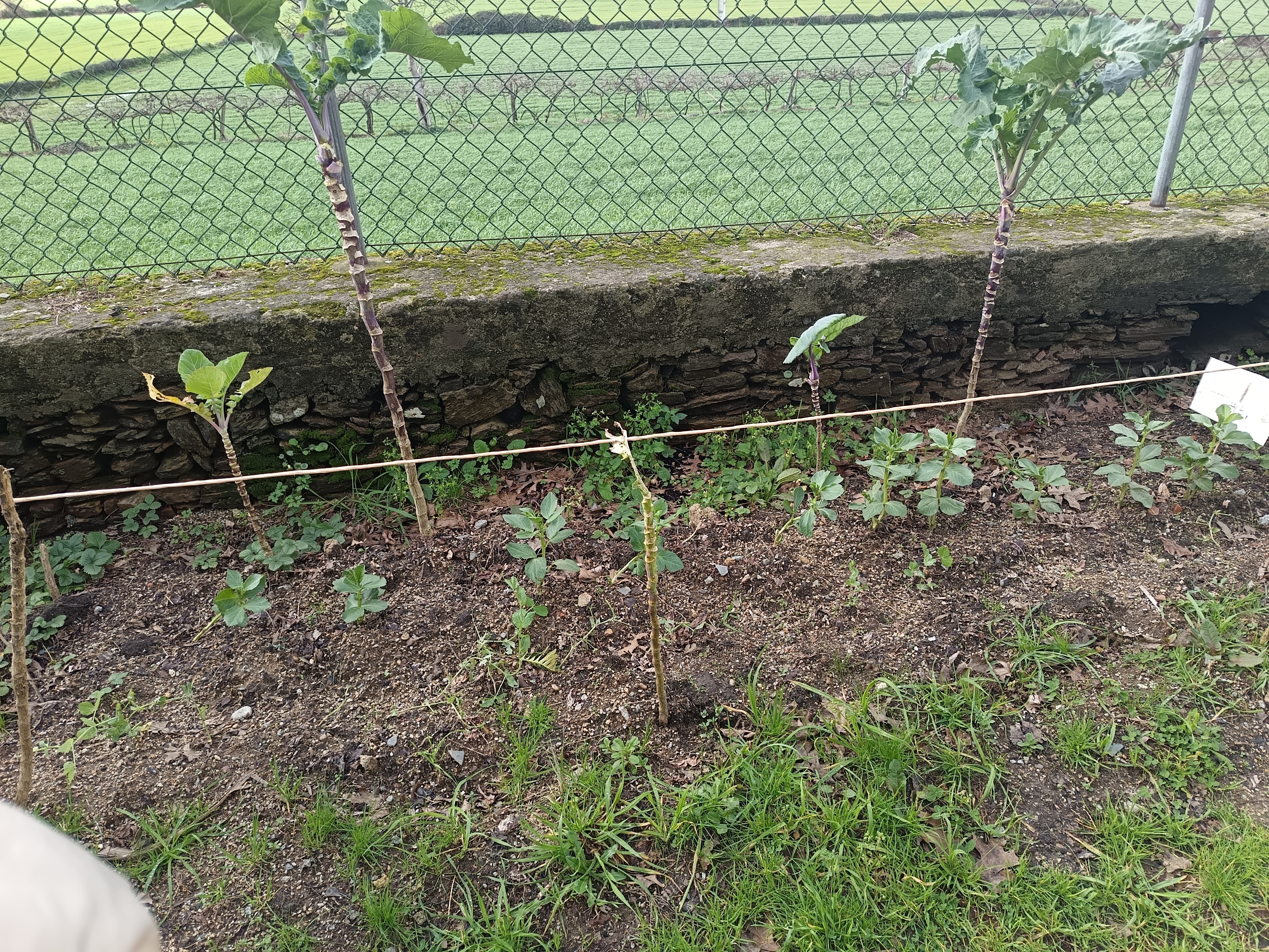 Espaço da horta com favas e couves