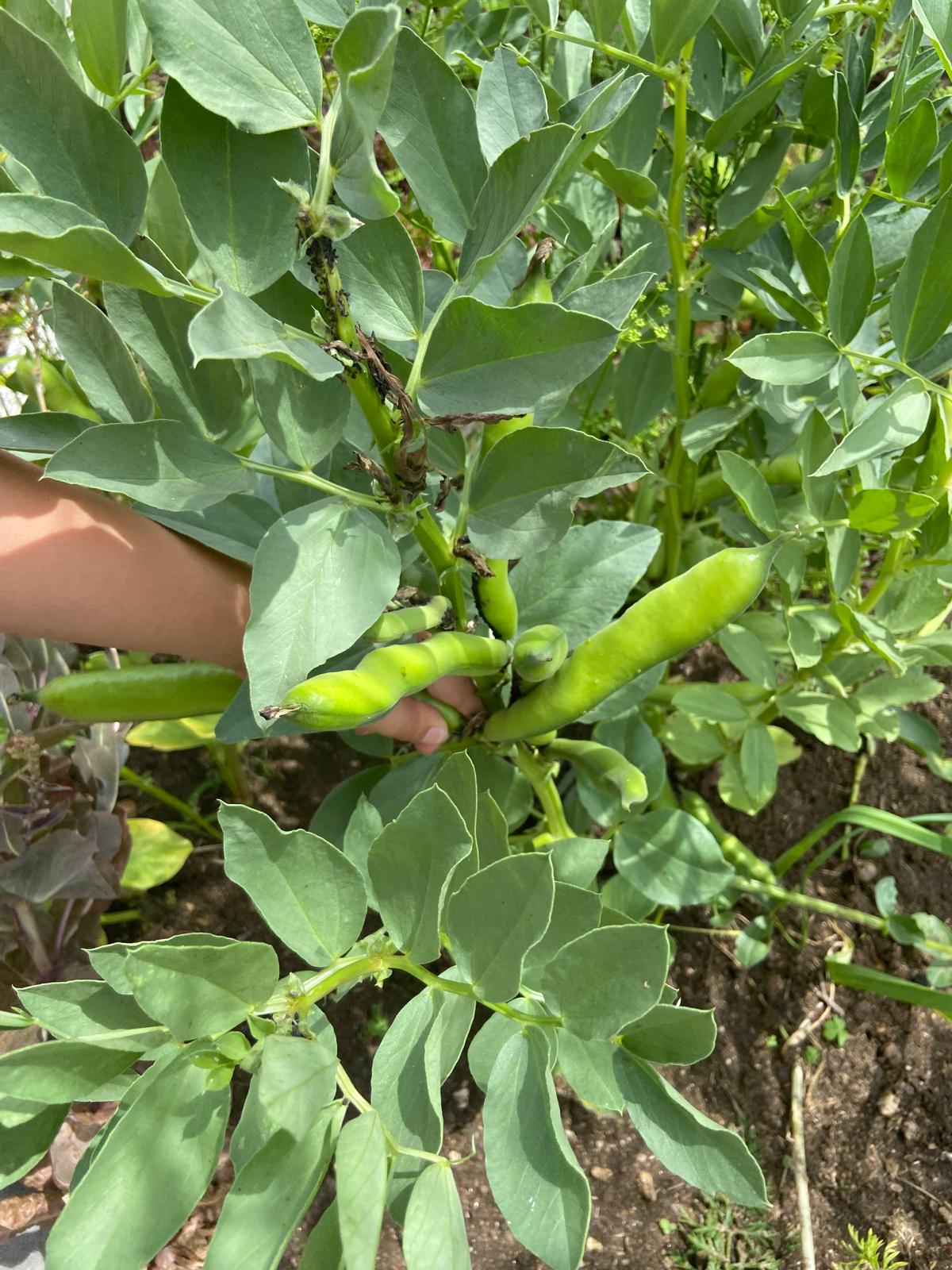 Colheita de favas