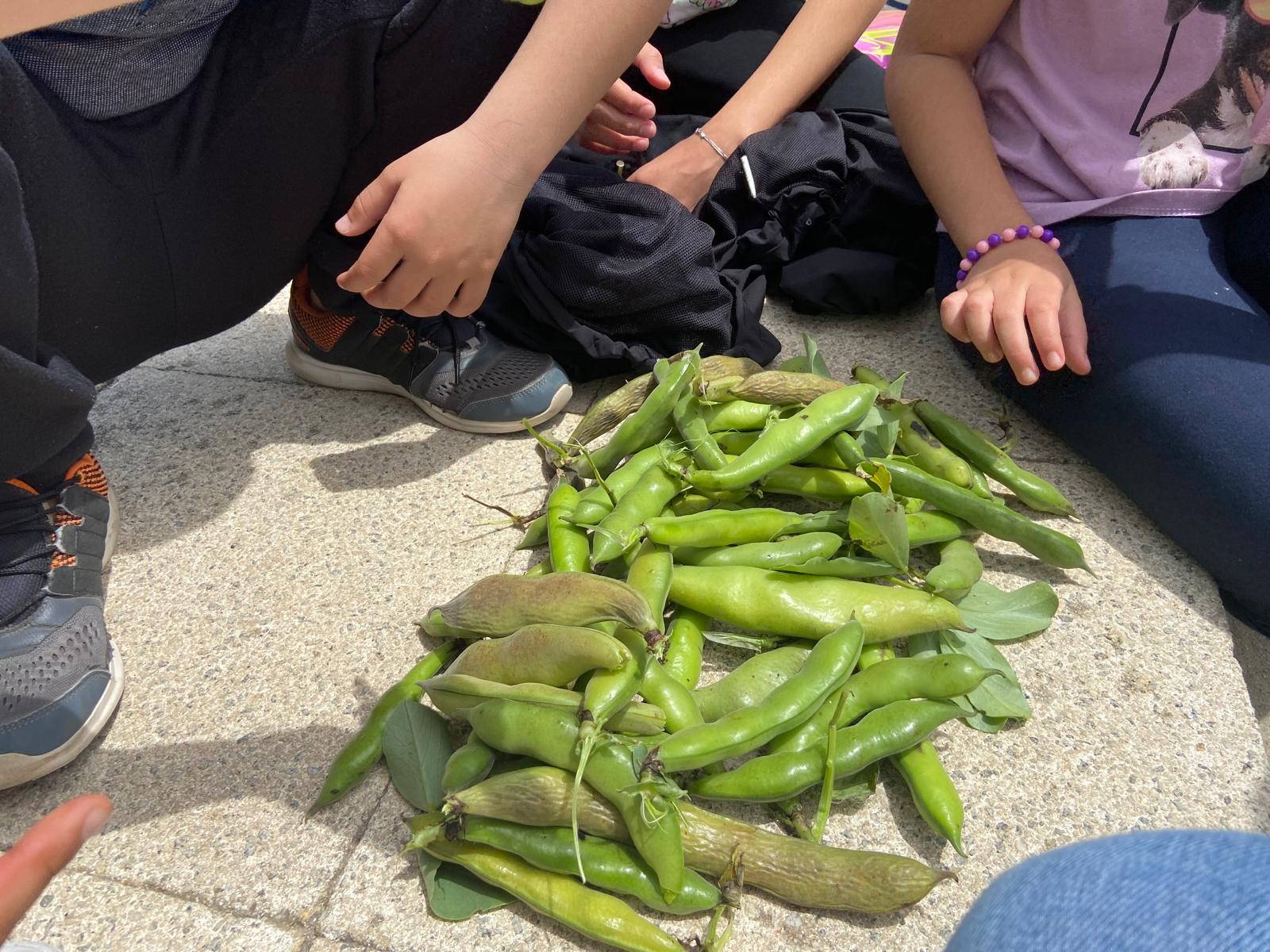 Favas colhidas