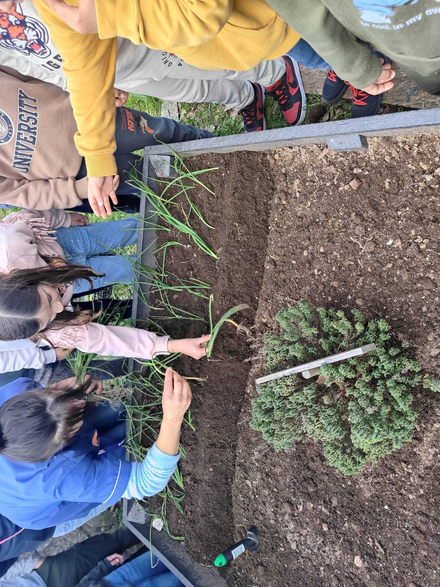 Plantação do cebolo