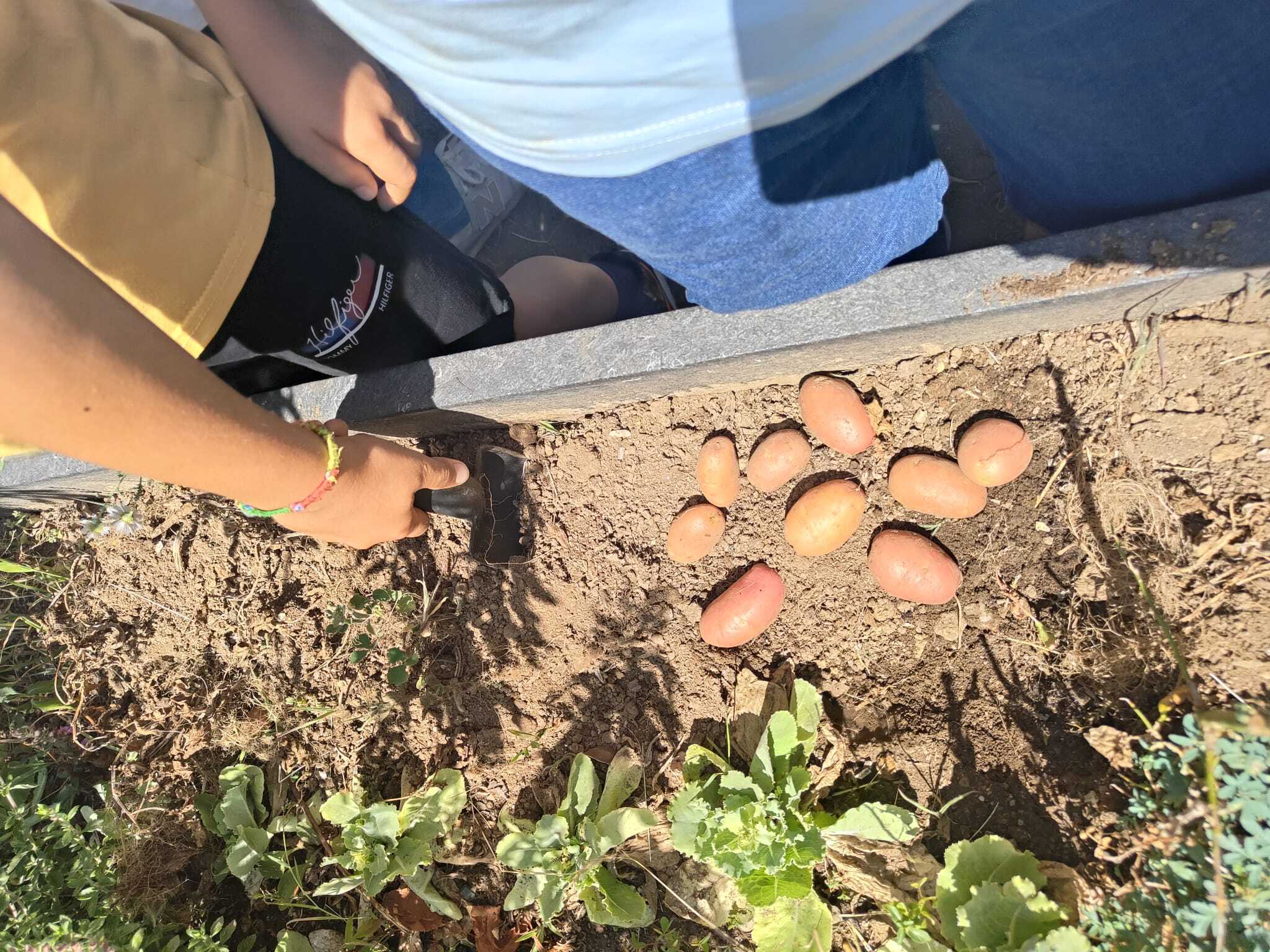 Colheita Batatas e Cebolas