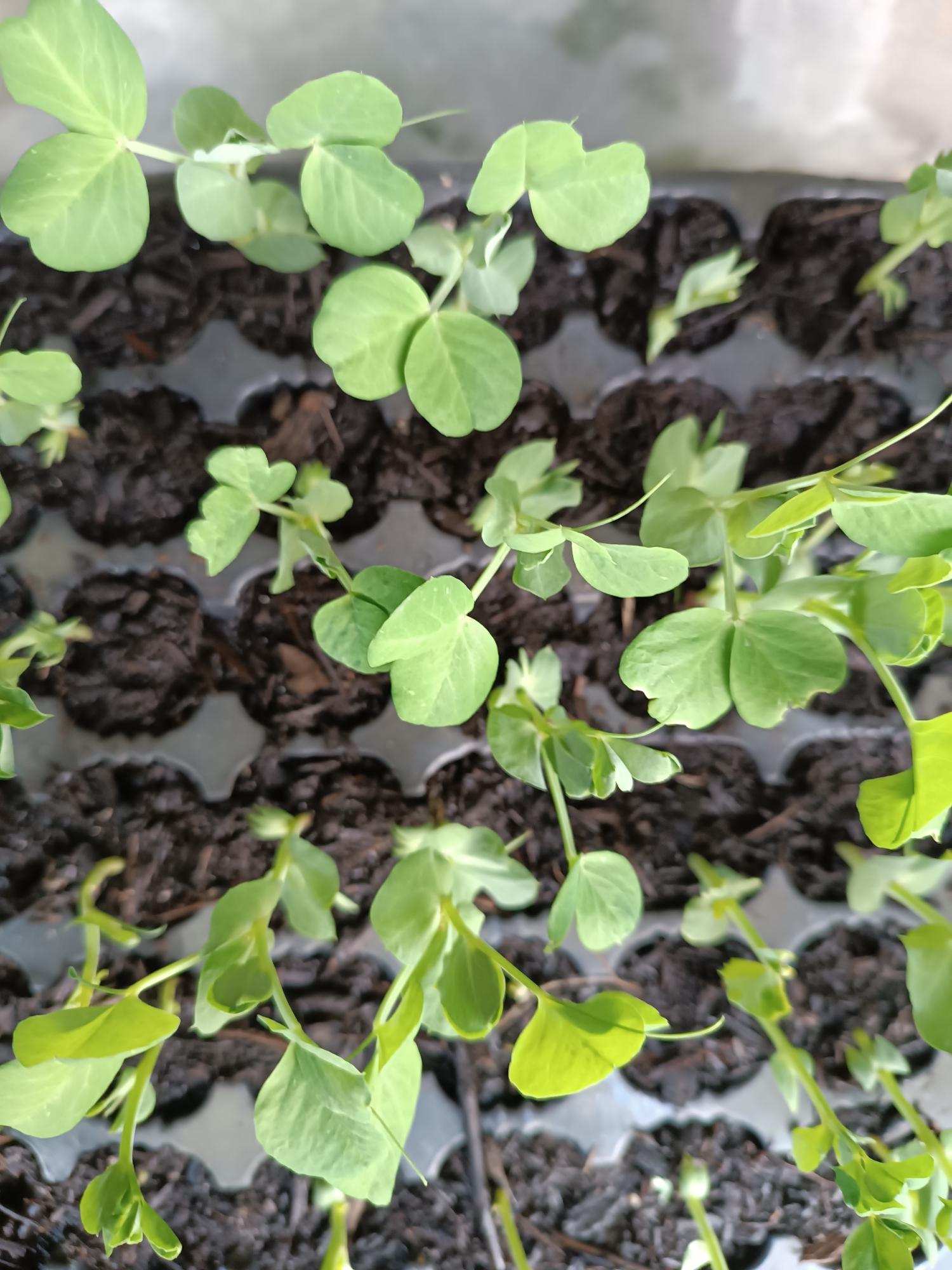 Alfobre de ervilhas (Pisum sativum) realizado na escola para posteriormente transplantar.