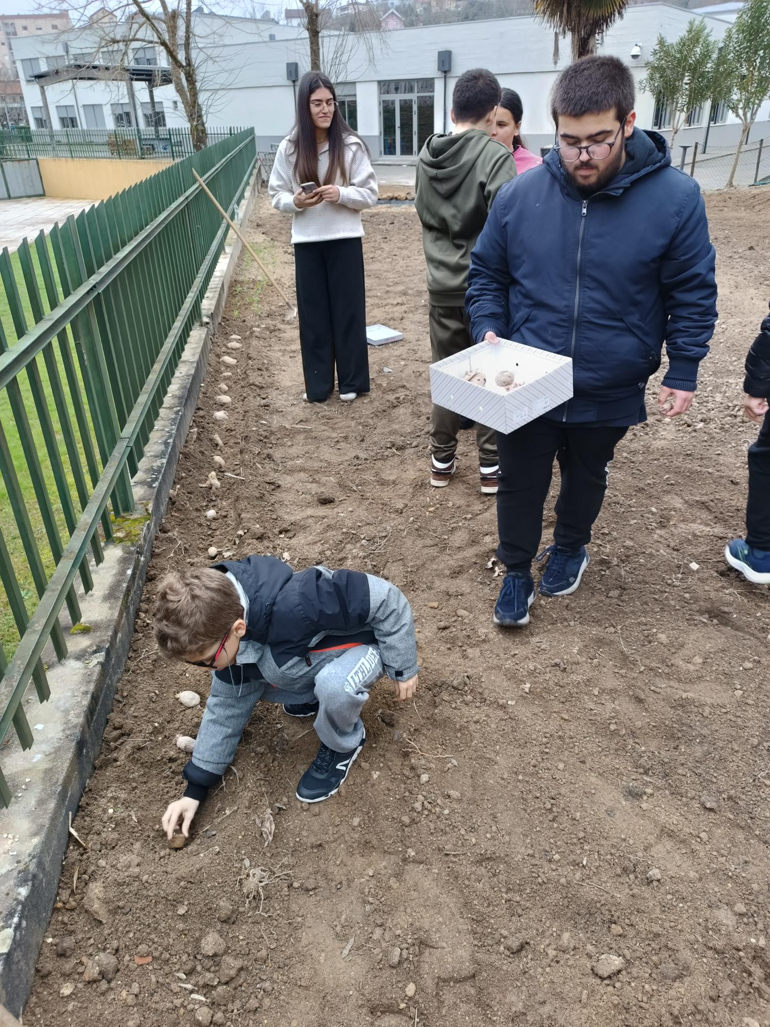Alunos na horta pedagógica/biológica a plantar batatas (Solanum tuberosum).