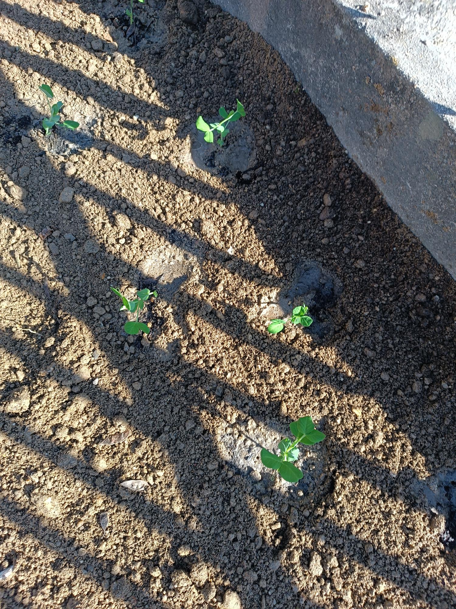 A nossa plantação de ervilhas (Pisum sativum).