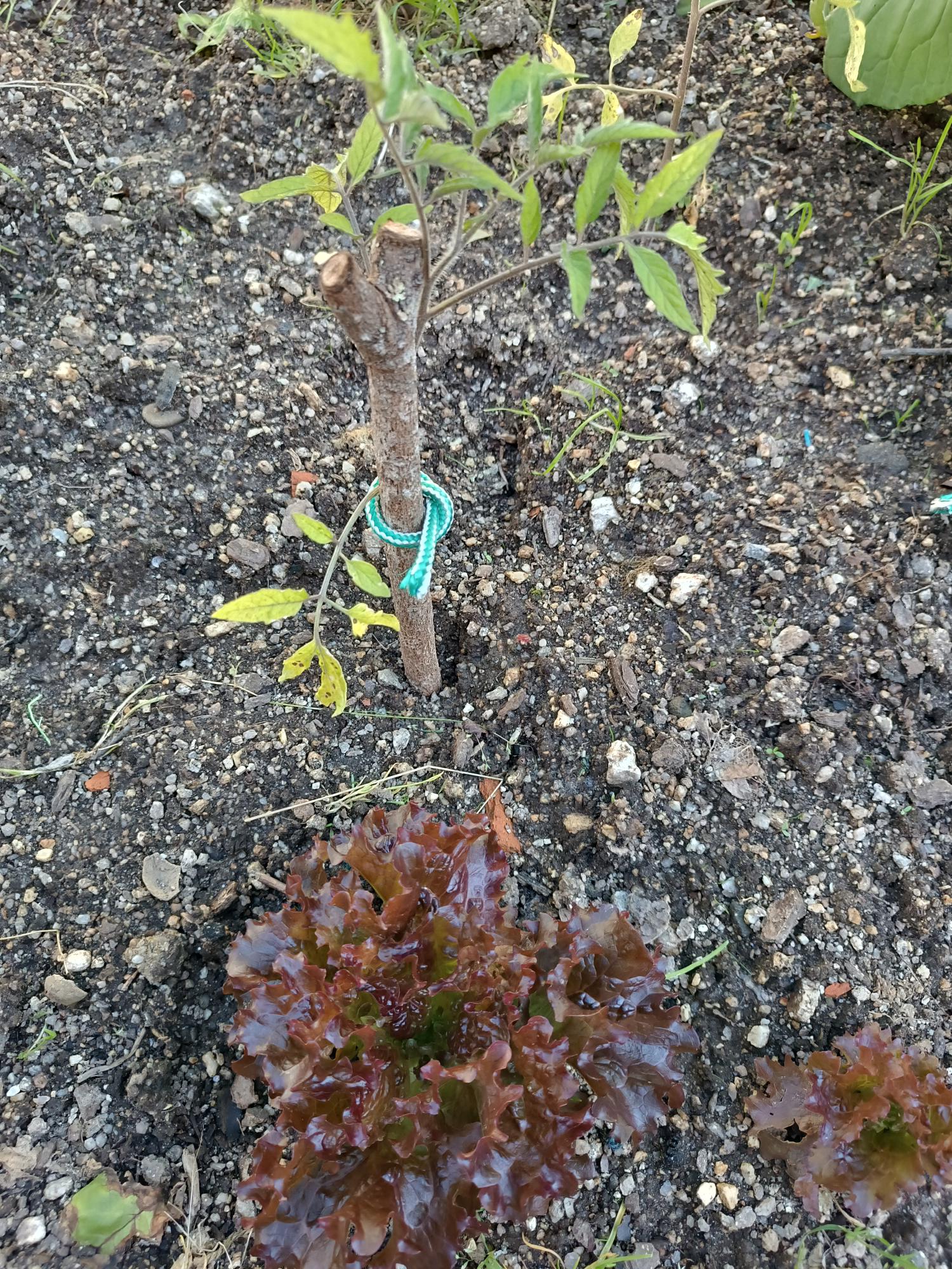 Cultura de alface ( Lactuga sativa)  e tomate (solanum lycopersicum).