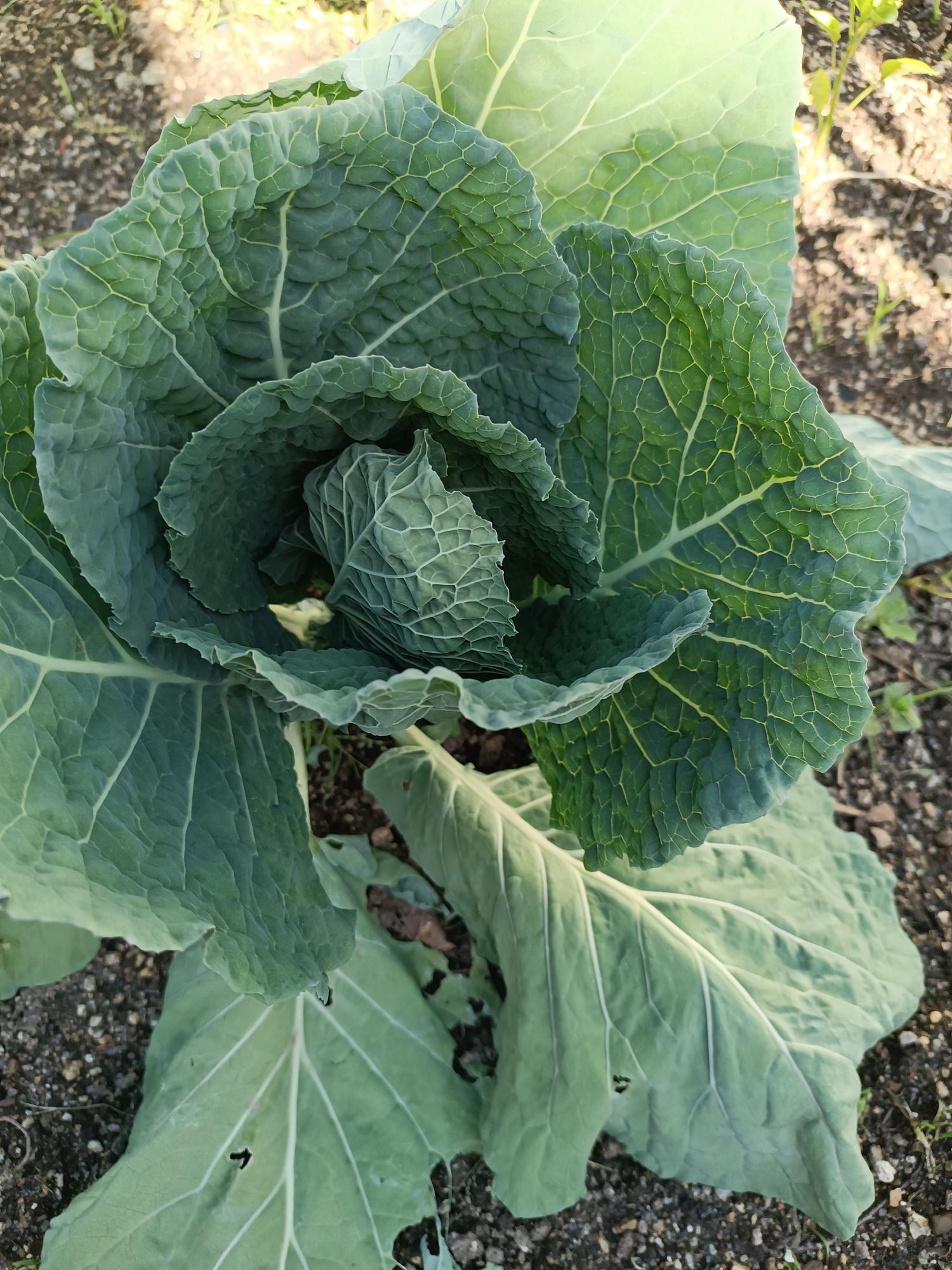 Cultura de couve repolho (Brassica oleracea var. capitata)