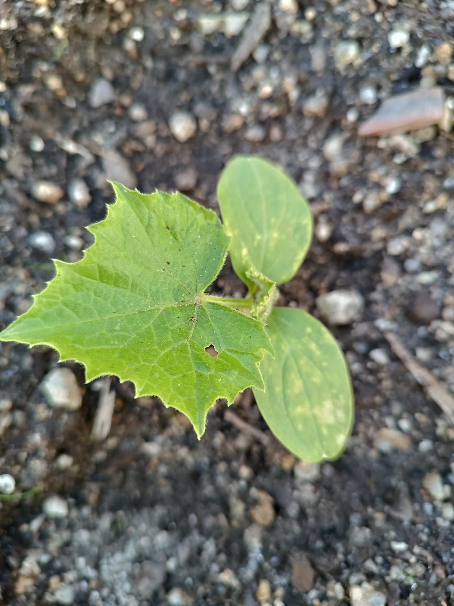 Cultura do Pepino (Cucumis sativus)