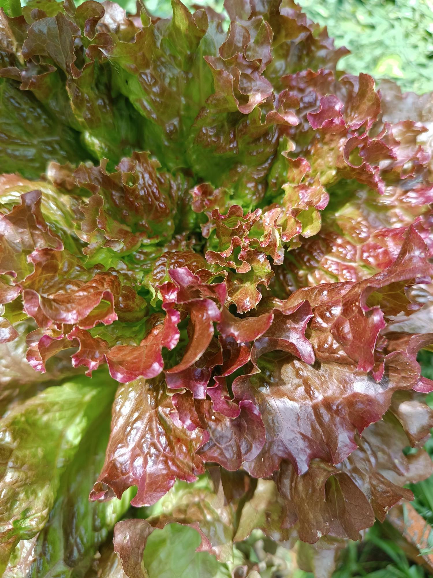 Cultura da Alface (Lactuca sativa)