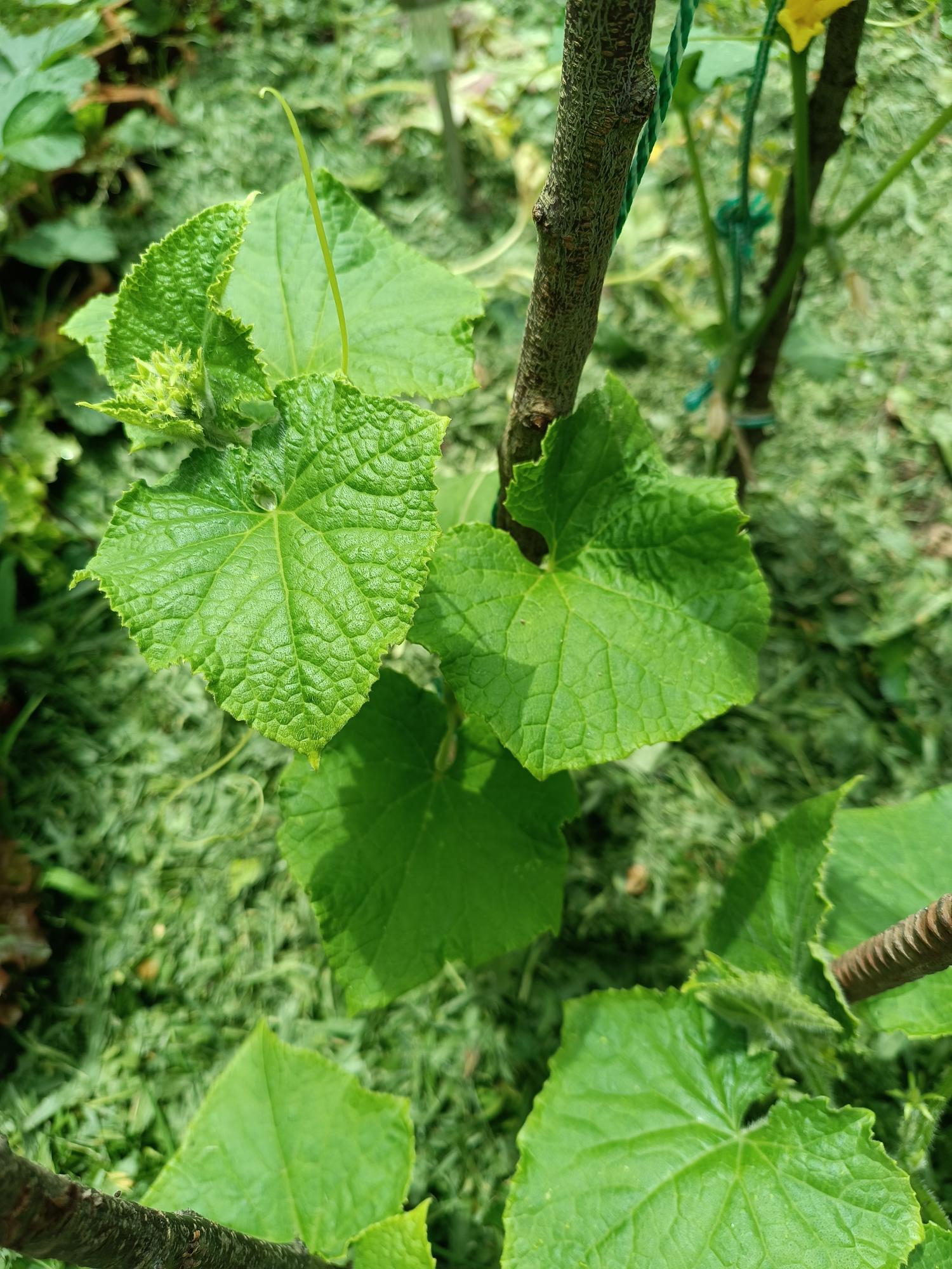 Cultura de cucurbitáceas - Pepino (Cucumis sativus)