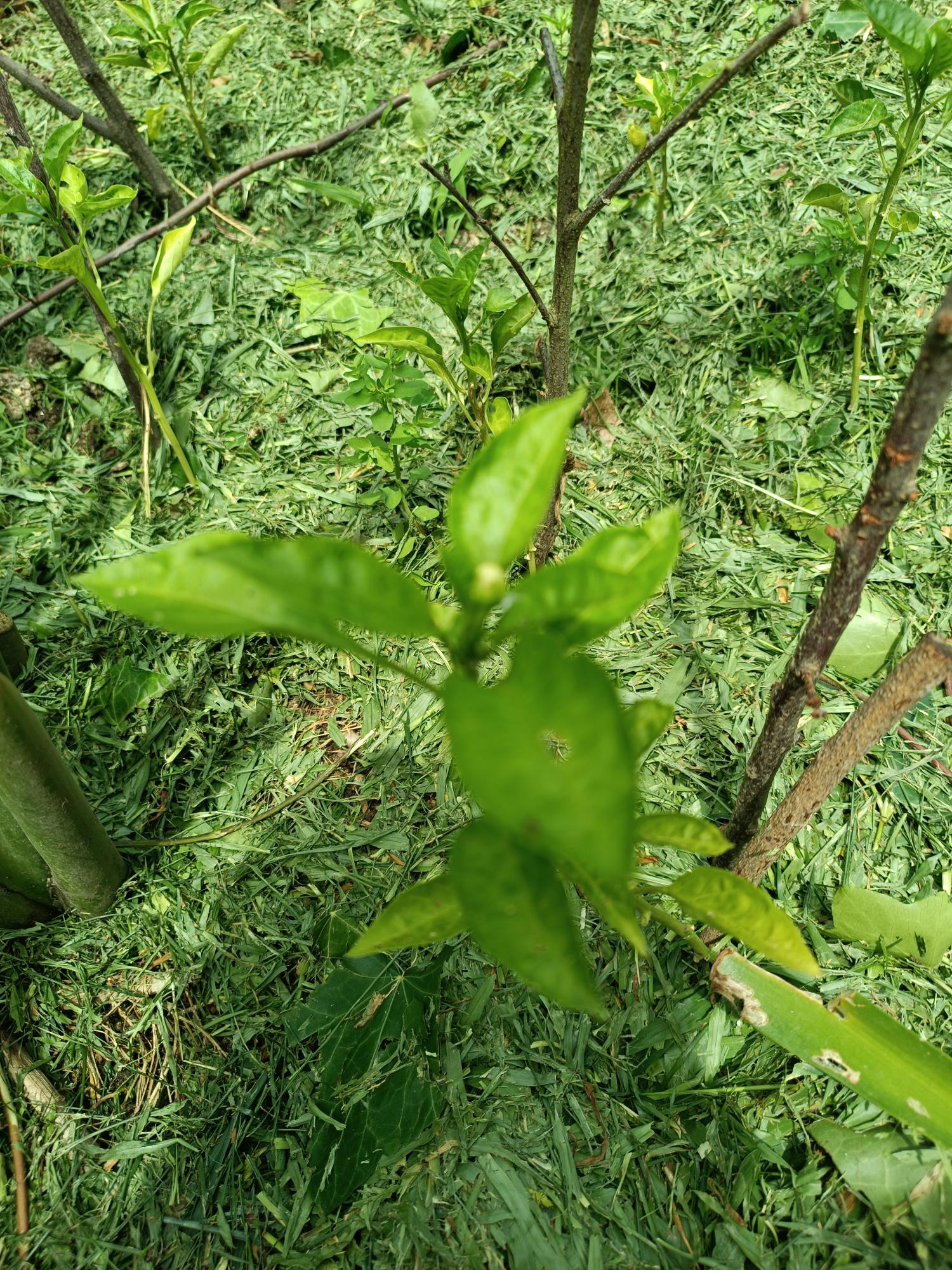 Cultura do Pimento (Capsicum annuum L.)