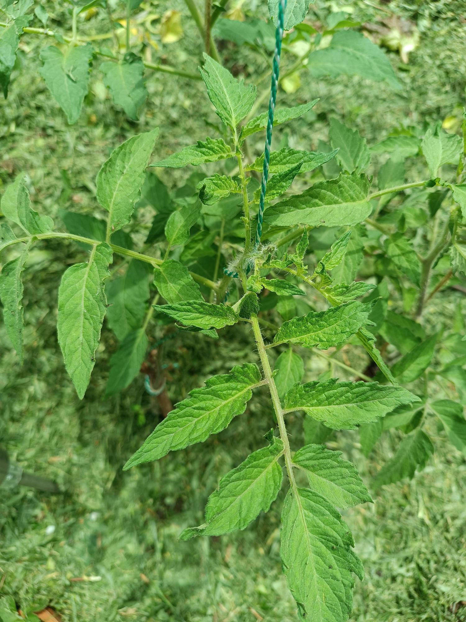 Cultura de Solanáceas - Tomateiro (Solanum lycopersicum)