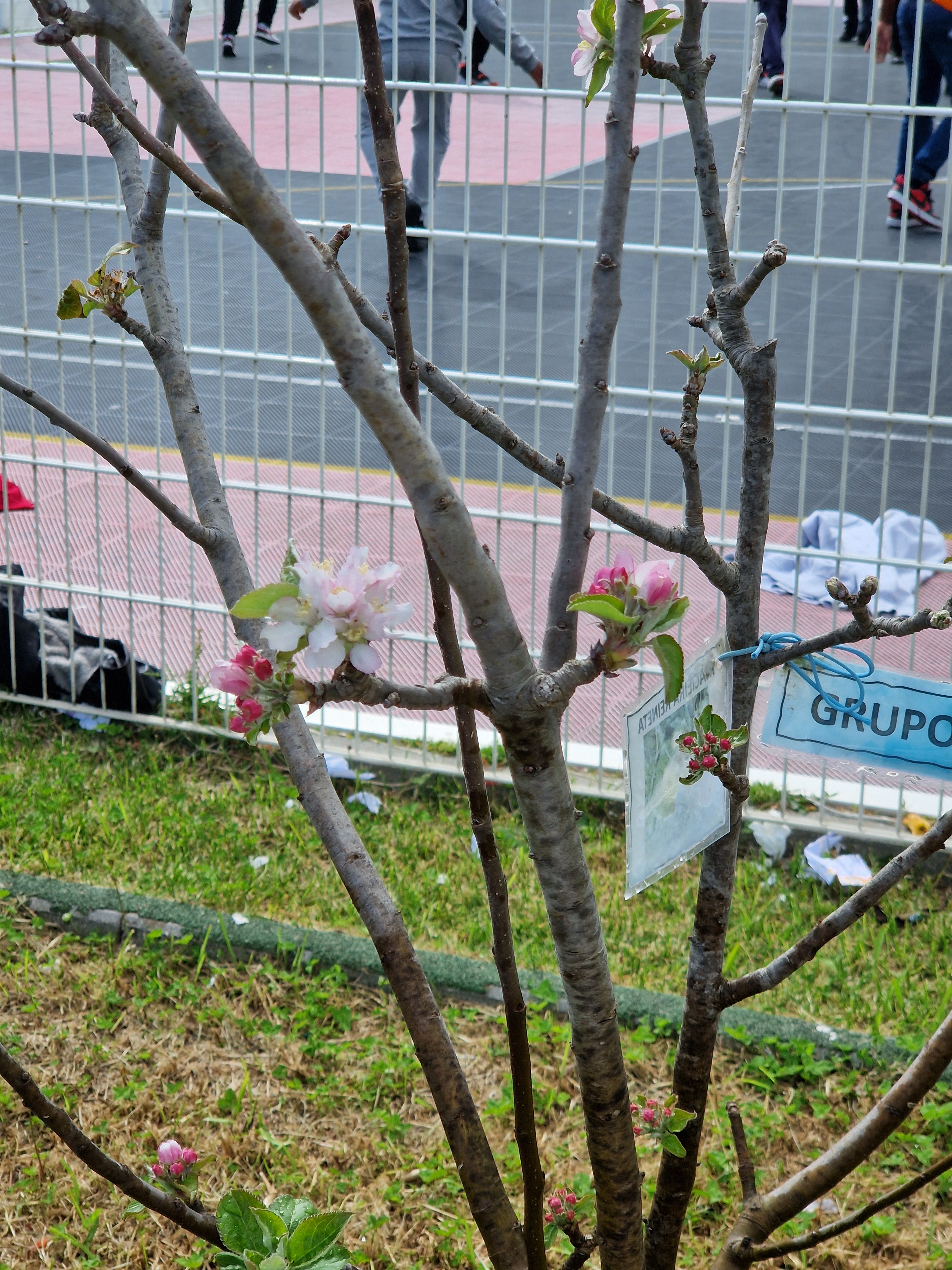 Já estão a nascer as flores...