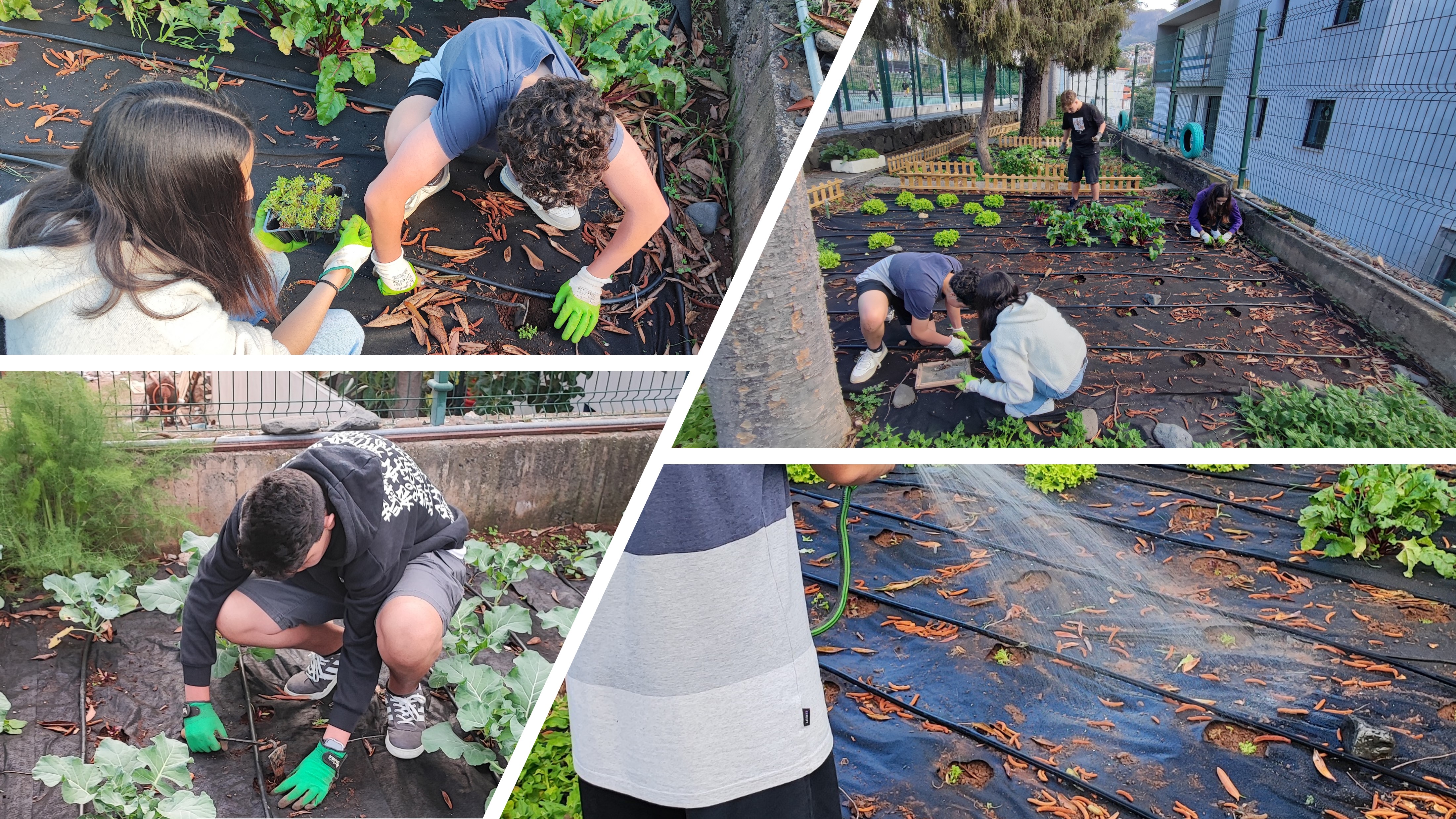 De janeiro a março foram plantadas diversas variedades de produtos hortícolas, a saber: Alface verde; Alface roxa; Alface iceberg; Rúcula; Nabo Roxo; Beterraba; Manjericão; Brócolos; Couve coração. A Horta também tem espinafres e tomate cherry, os quais s