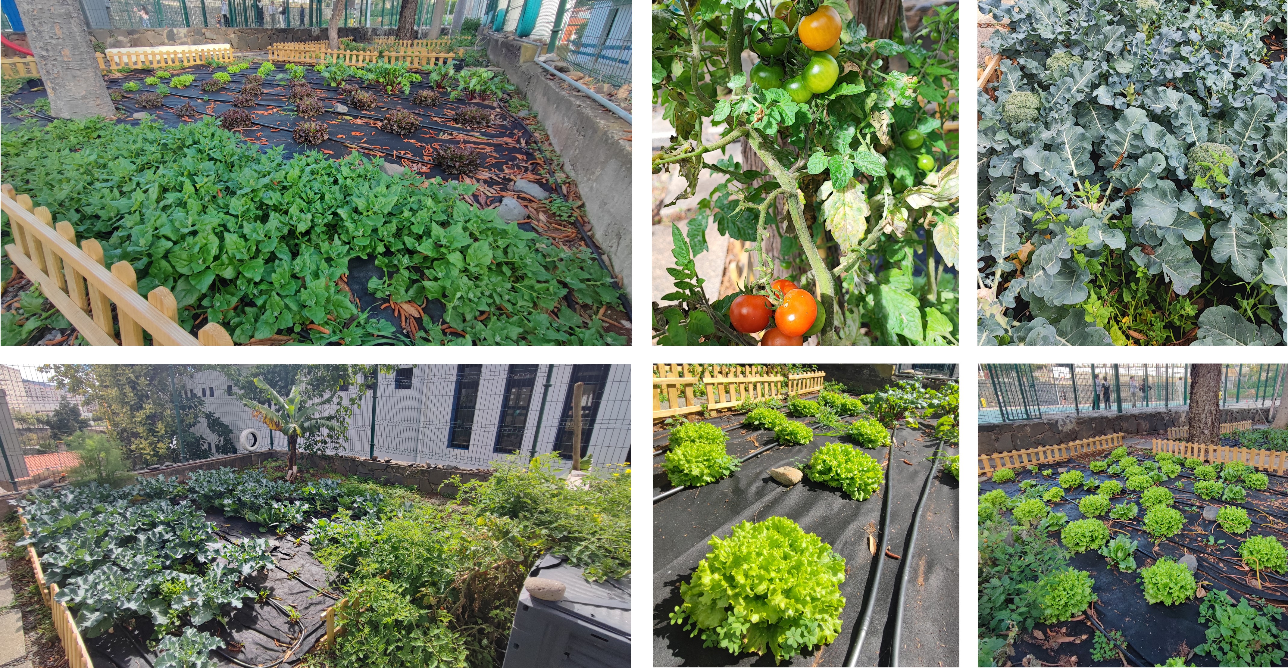 De janeiro a março foram plantadas diversas variedades de produtos hortícolas, a saber: Alface verde; Alface roxa; Alface iceberg; Rúcula; Nabo Roxo; Beterraba; Manjericão; Brócolos; Couve coração.