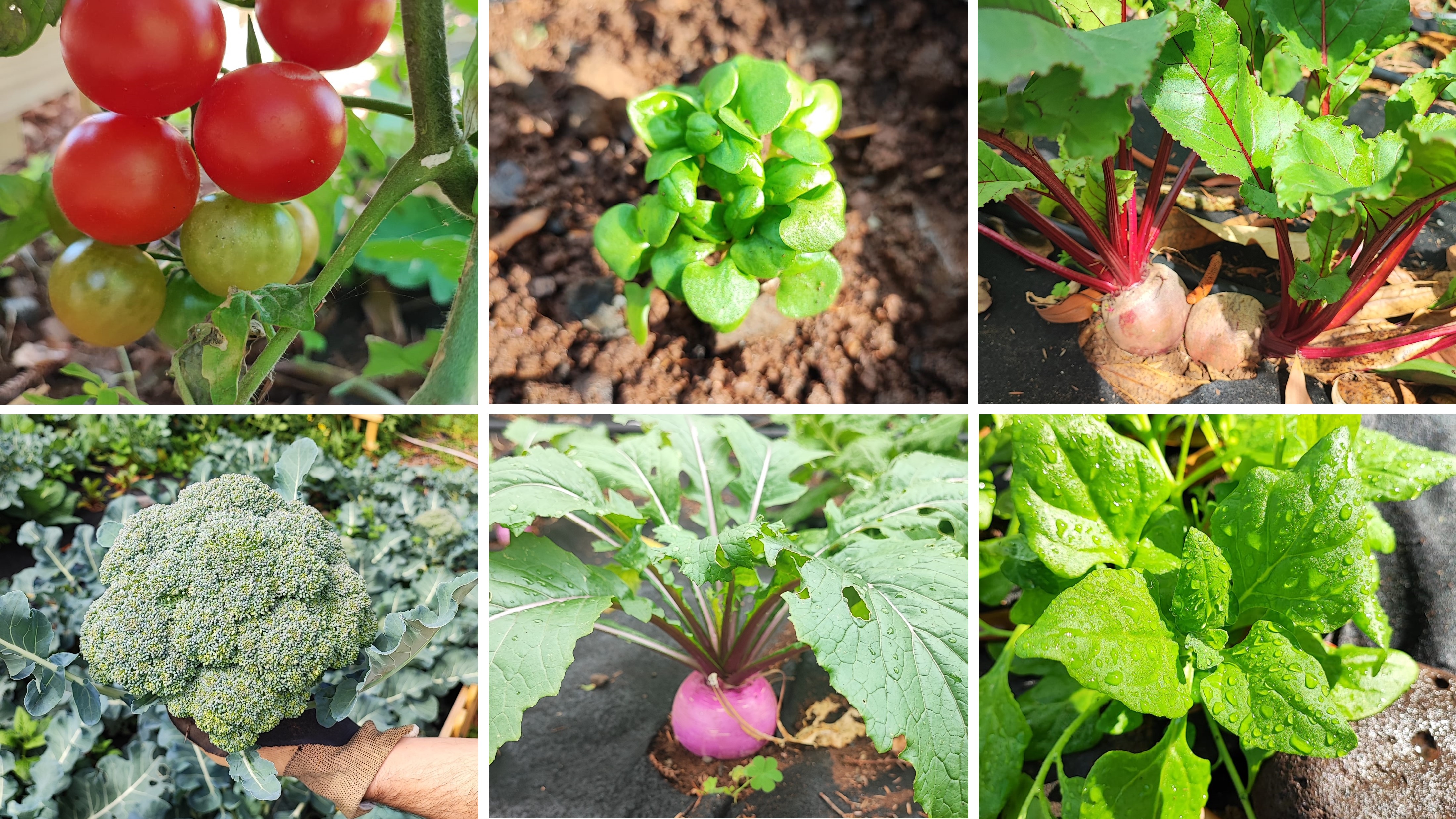 De janeiro a março foram plantadas diversas variedades de produtos hortícolas, a saber: Alface verde; Alface roxa; Alface iceberg; Rúcula; Nabo Roxo; Beterraba; Manjericão; Brócolos; Couve  coração. A Horta também tem espinafres e tomate cherry.