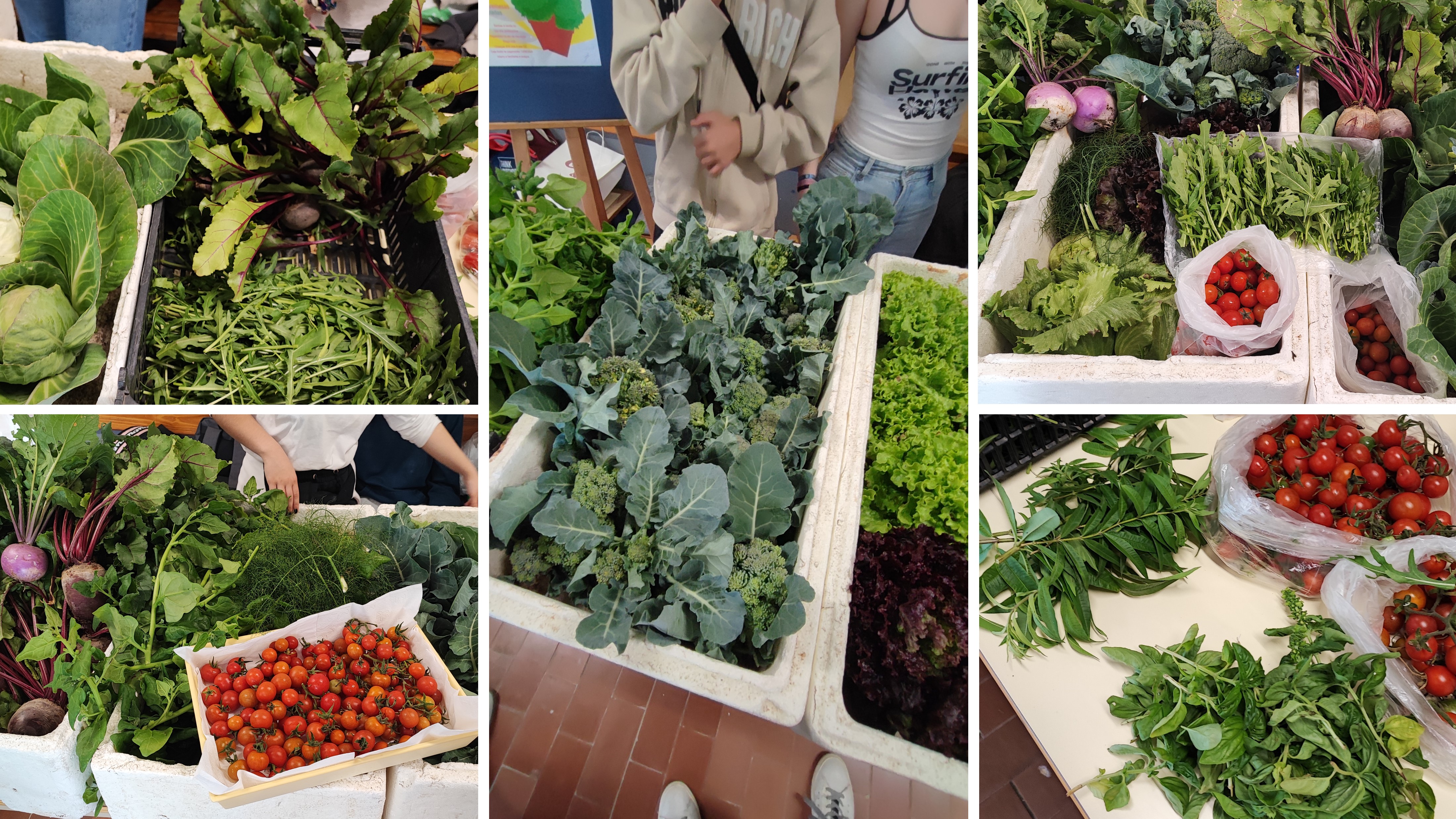 Mostra de produtos disponibilizados nos últimos mercadinhos: espinafres; tomate cherry; alface verde; alface roxa; alface iceberg; rúcula; couve coração de boi; manjericão; funcho; lúcia-lima; brócolos; beterraba; nabo.