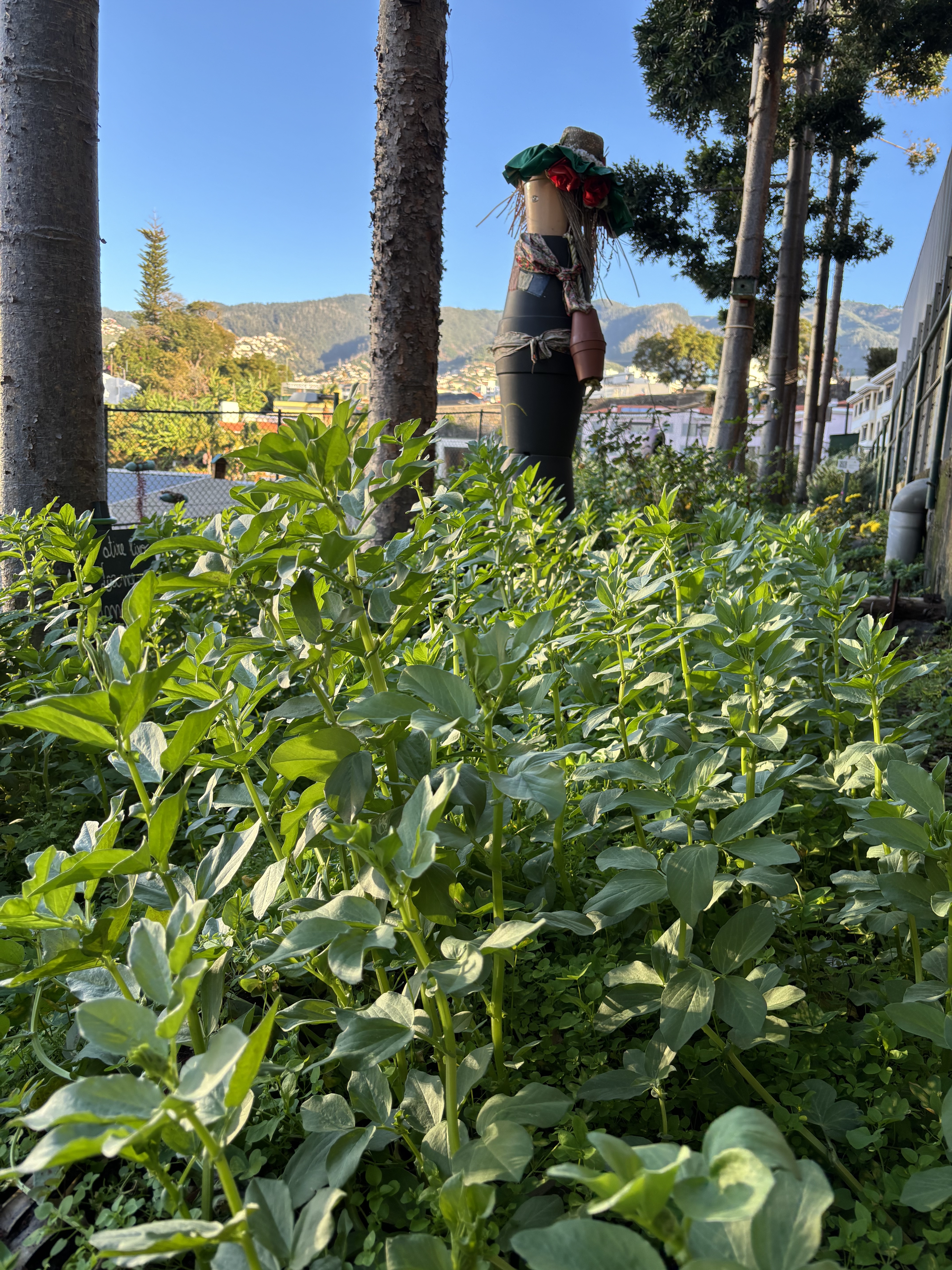 Plantamos favas para azotar o terreno.