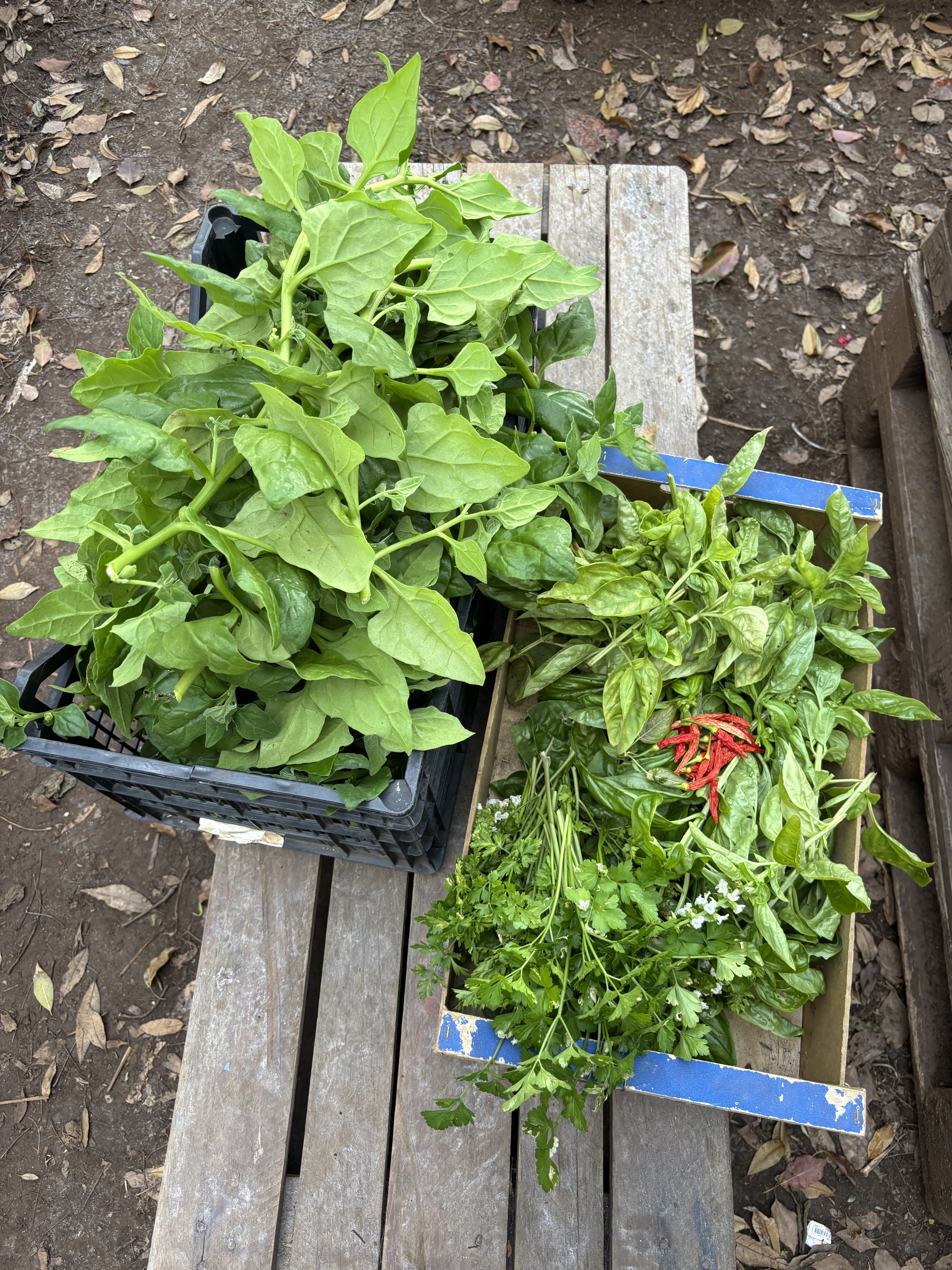 Recolhemos as verduras e aromáticas e disponibilizamos à comunidade escolar.