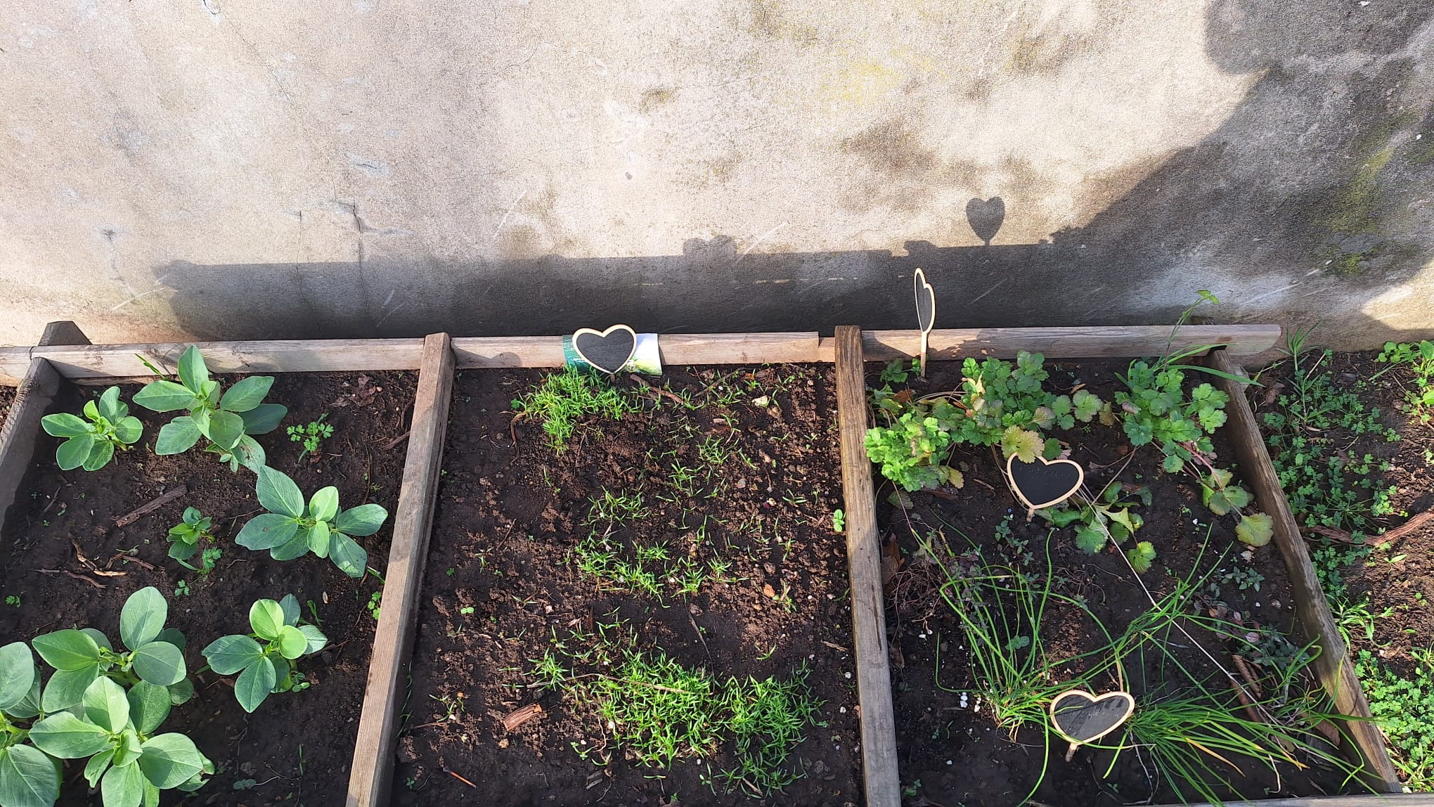 Horta de plantas aromáticas: tomilho, alecrim,  salsa...