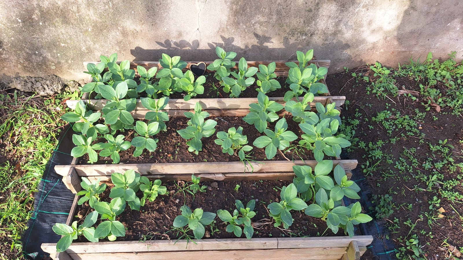 Desenvolvimento e crescimento de favas