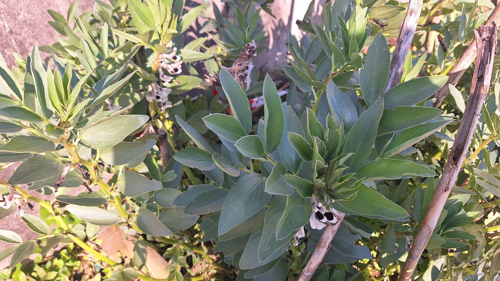Desenvolvimento das favas com flores e frutos