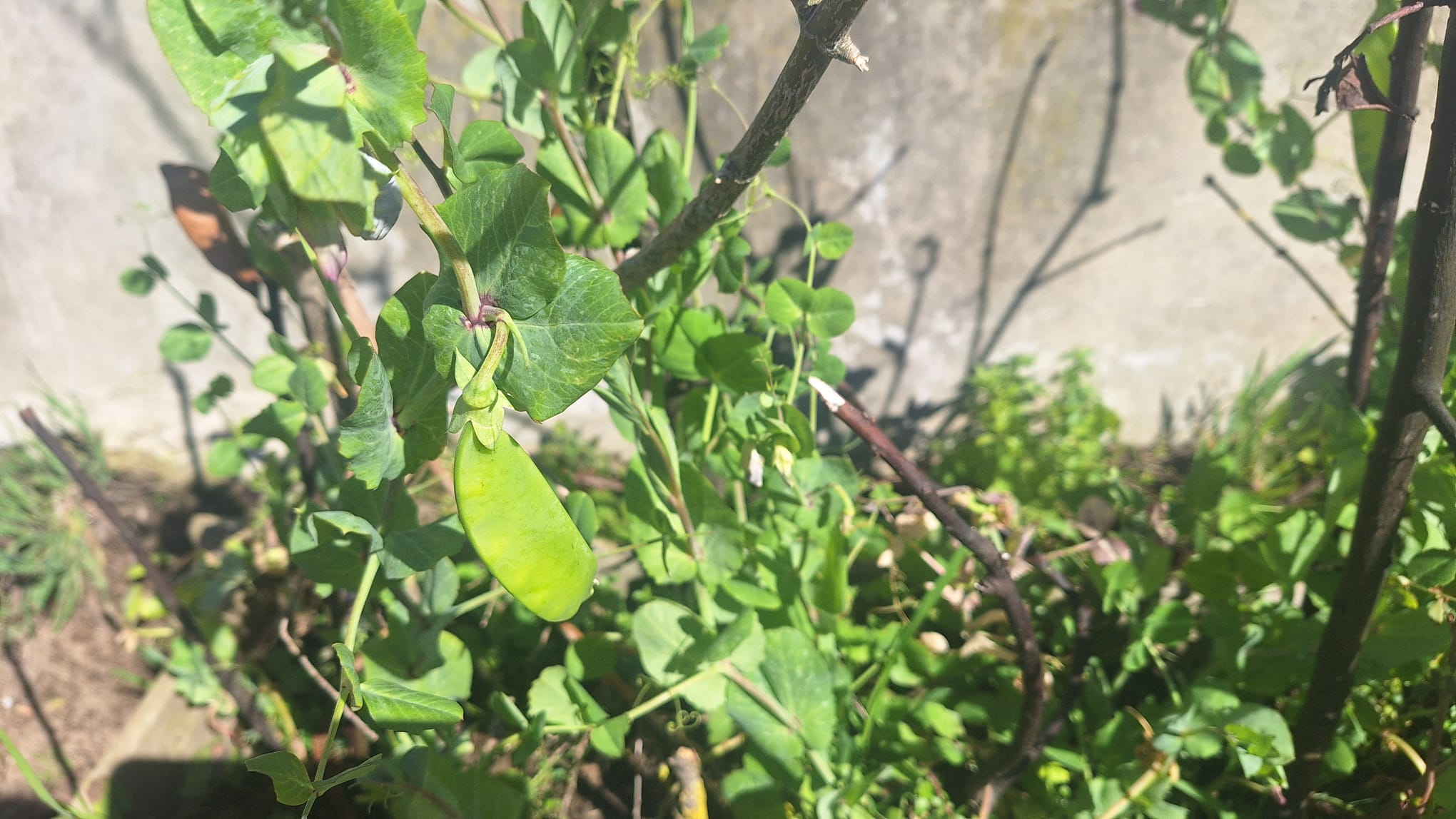 Desenvolvimento das ervilhas com flores e fruto
