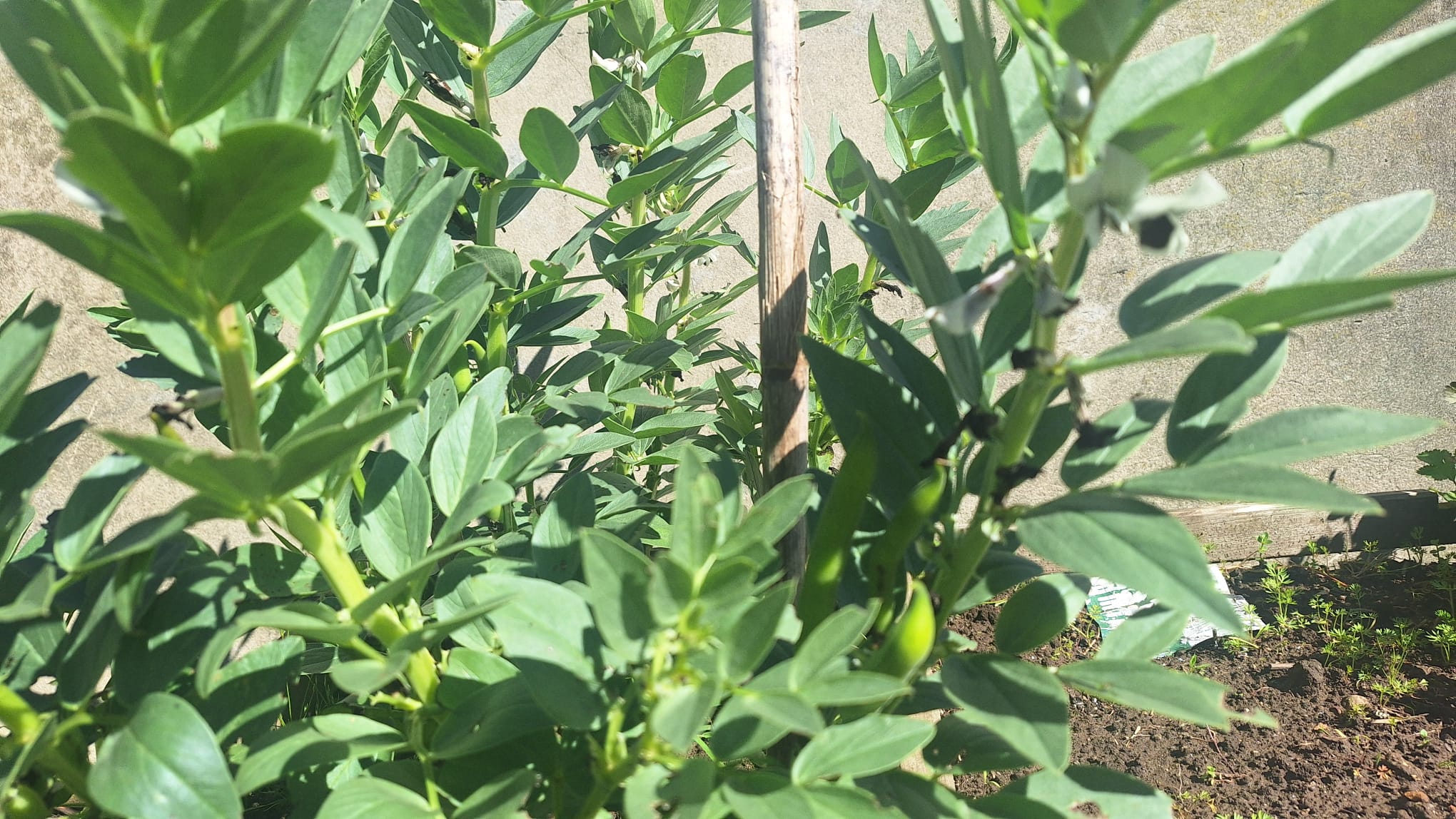 Desenvolvimento e crescimento das plantas