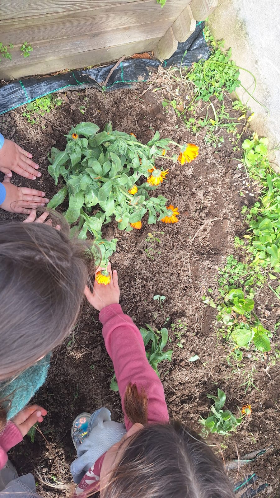 Plantação, crescimento e desenvolvimento de flores polinizadores à volta da horta