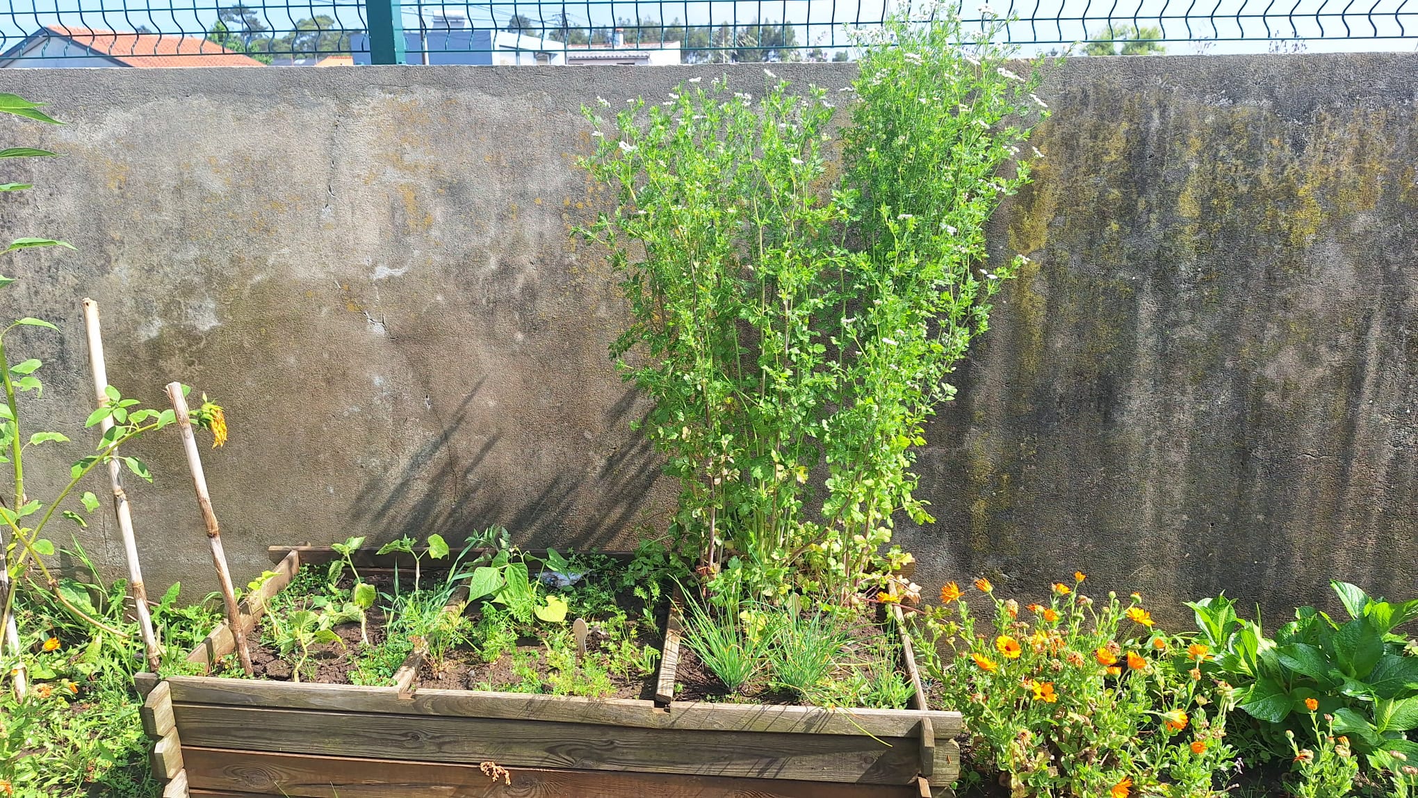 Crescimento das plantas1